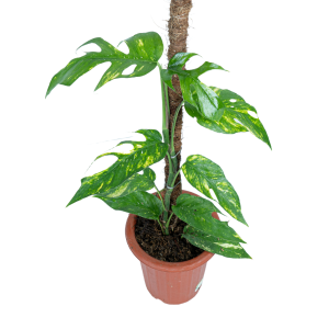 Epipremnum yellow flame