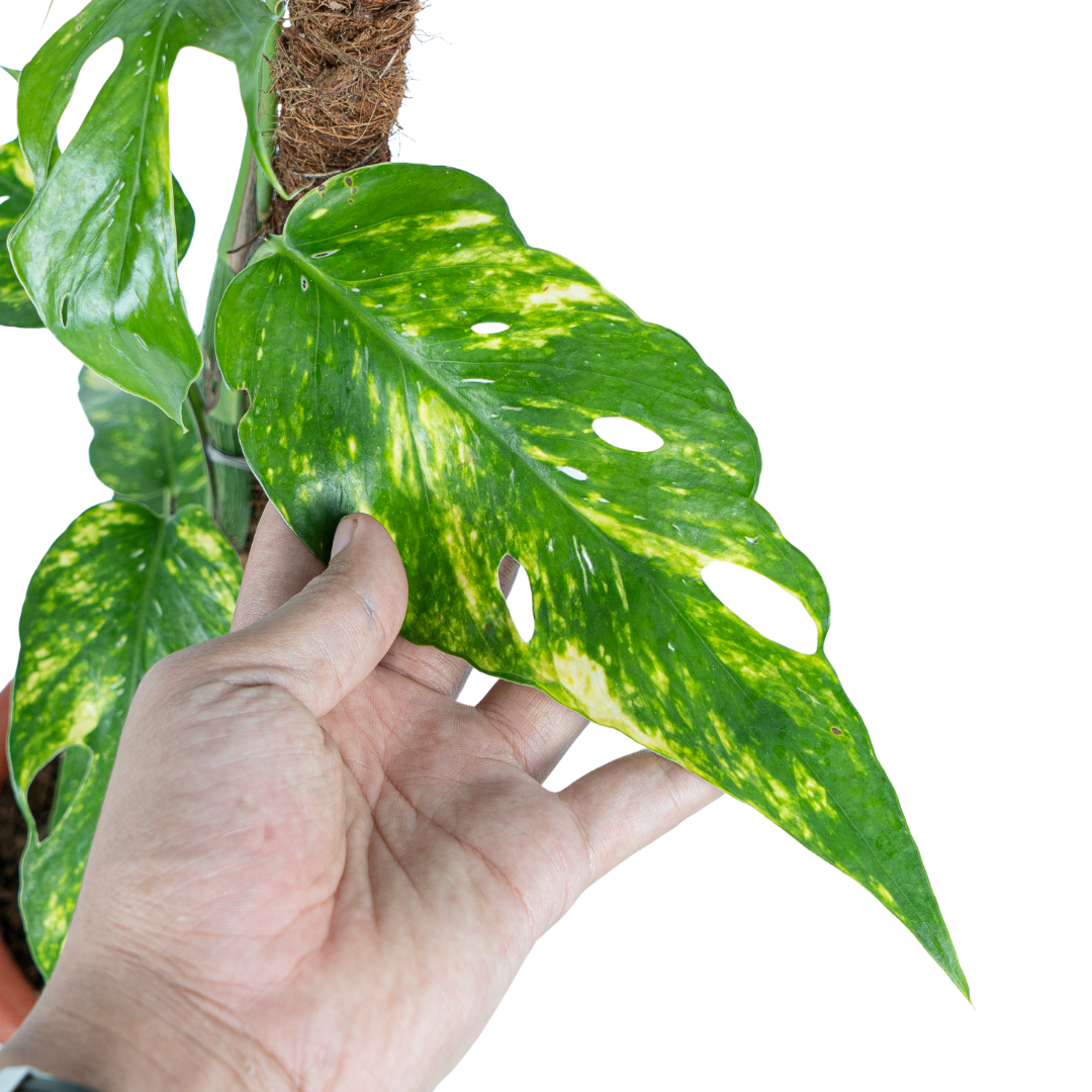 Epipremnum yellow flame - Image 4
