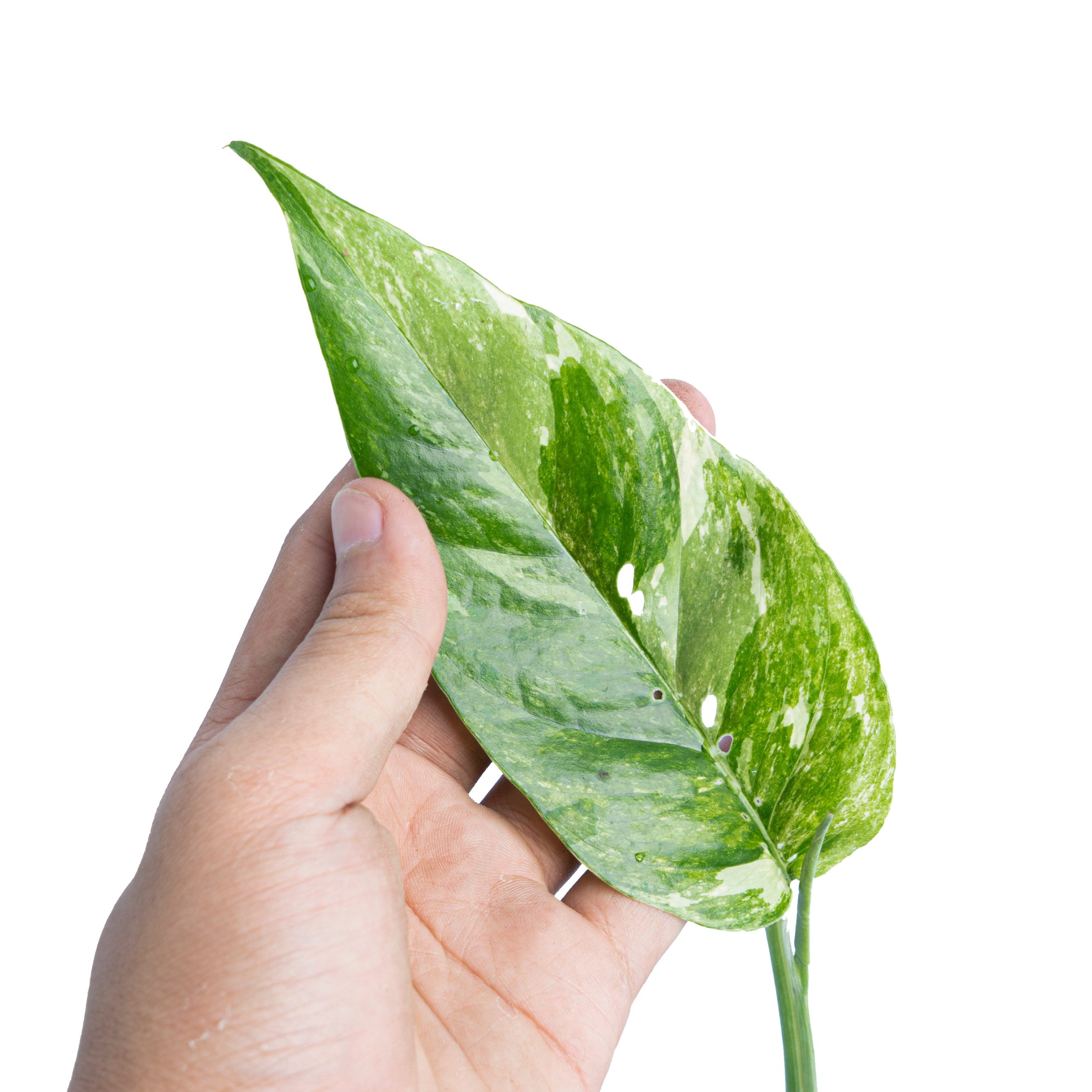 Epipremnum Pinnatum Variegated - Image 2