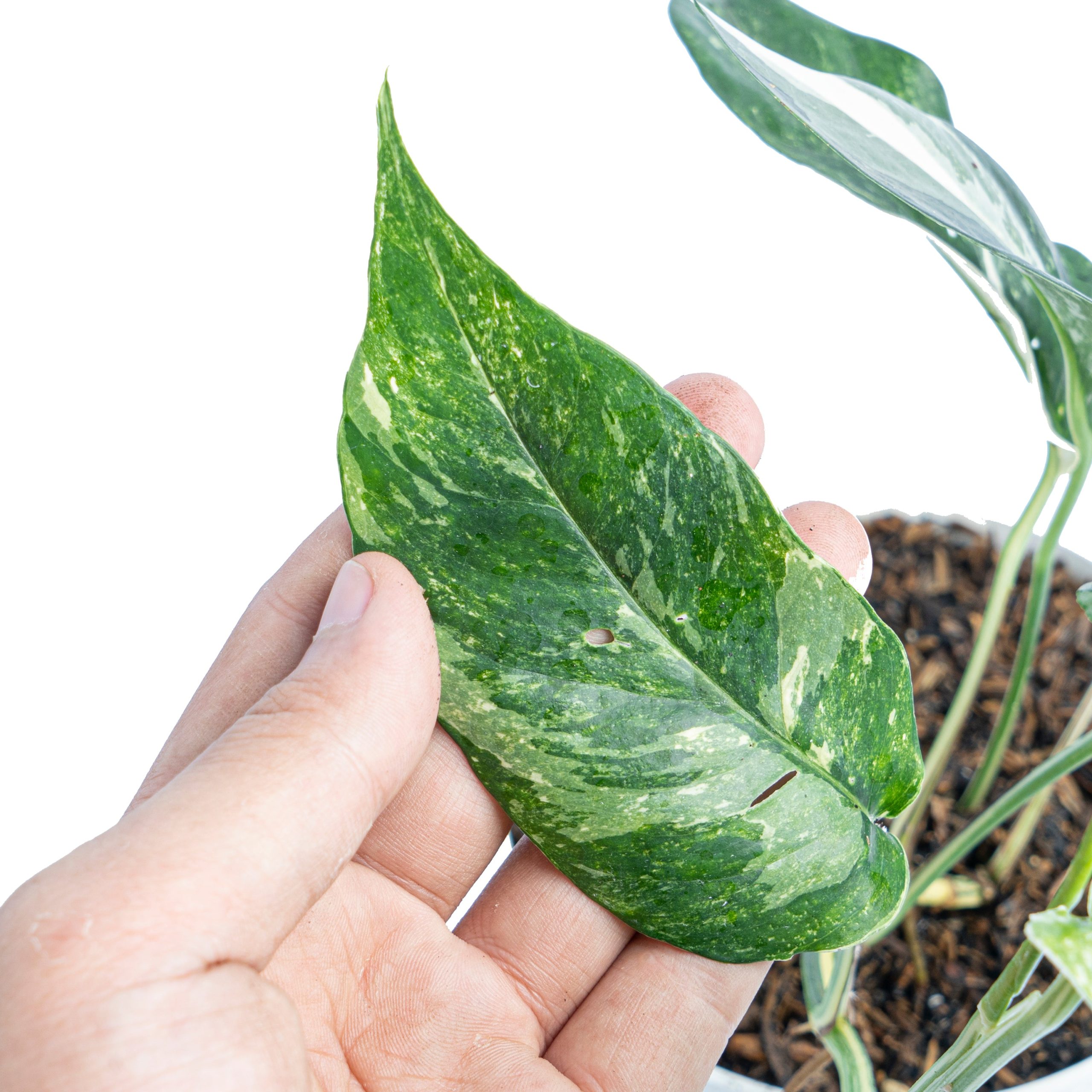Epipremnum Pinnatum Variegated - Image 3