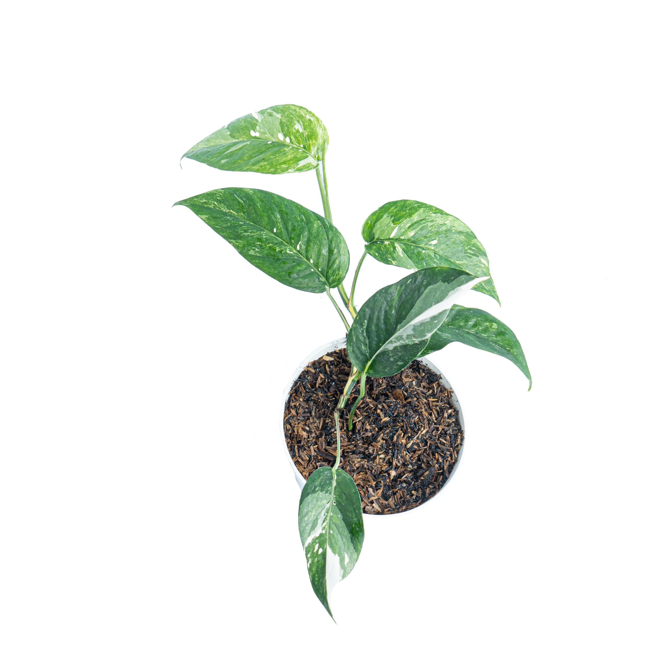 Epipremnum Pinnatum Variegated - Image 4