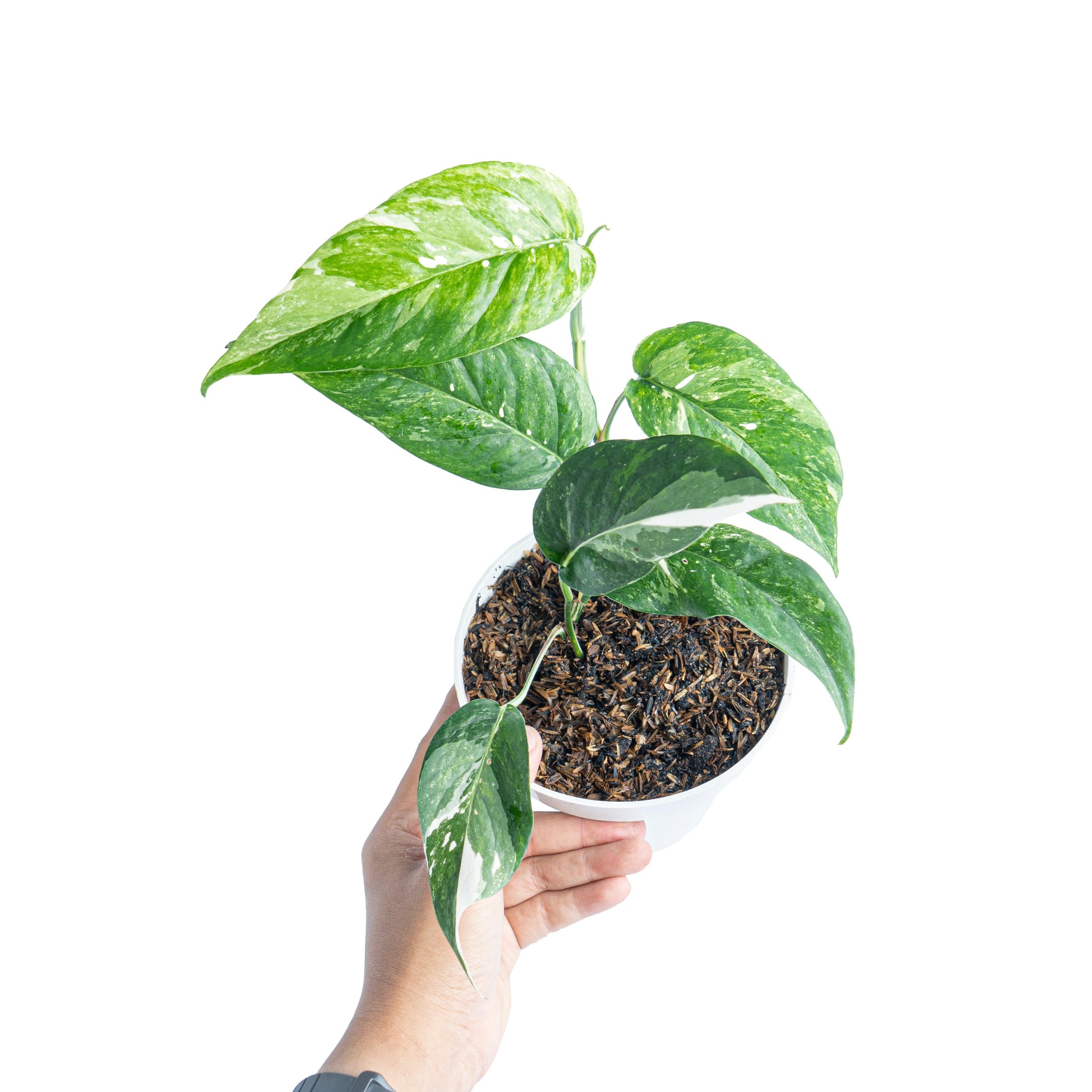 Epipremnum Pinnatum Variegated - Image 5