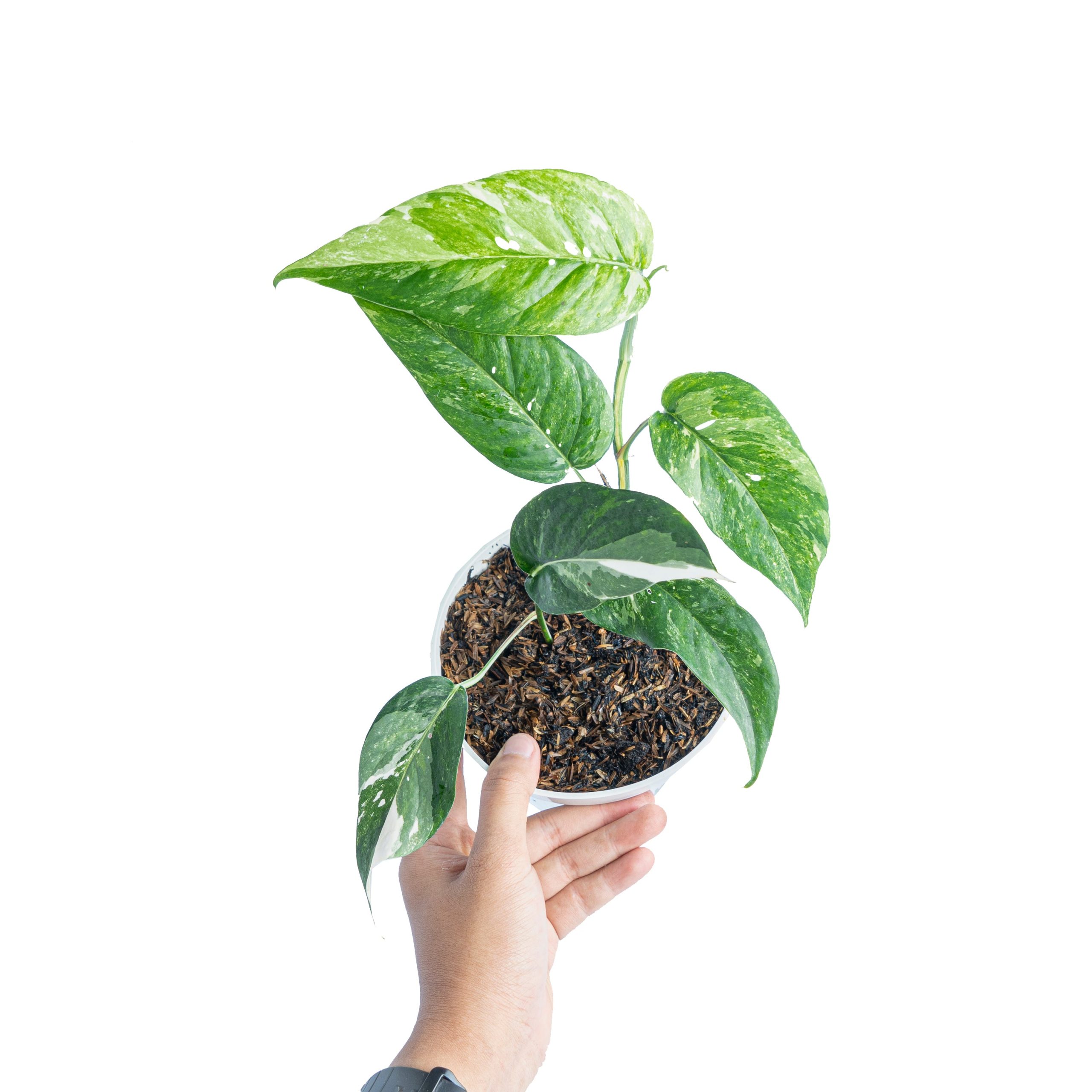 Epipremnum Pinnatum Variegated - Image 6
