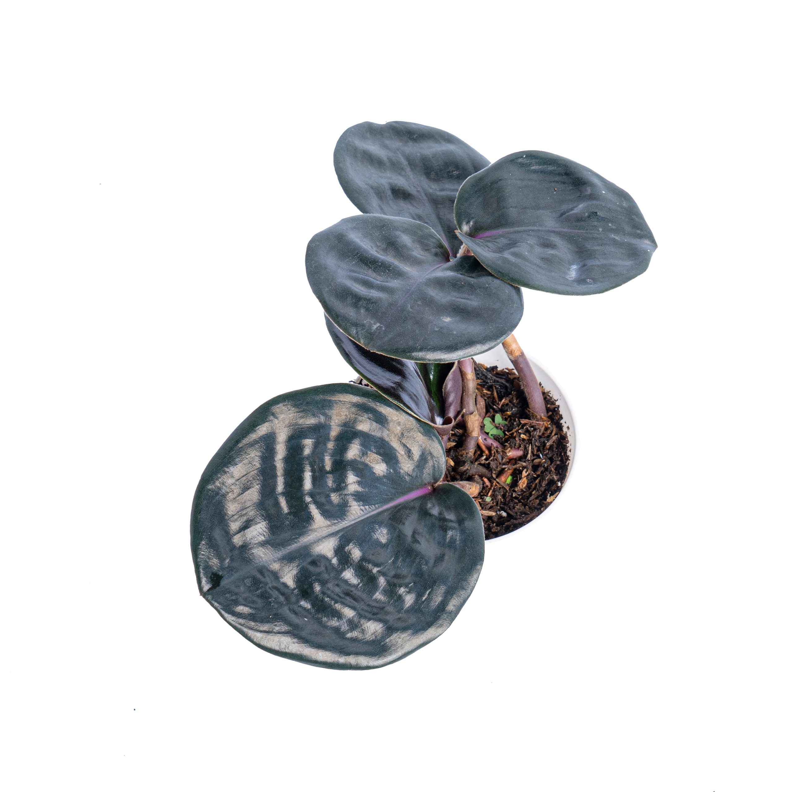Geogenanthus ciliatus 'Costos sepciosus' - Image 4