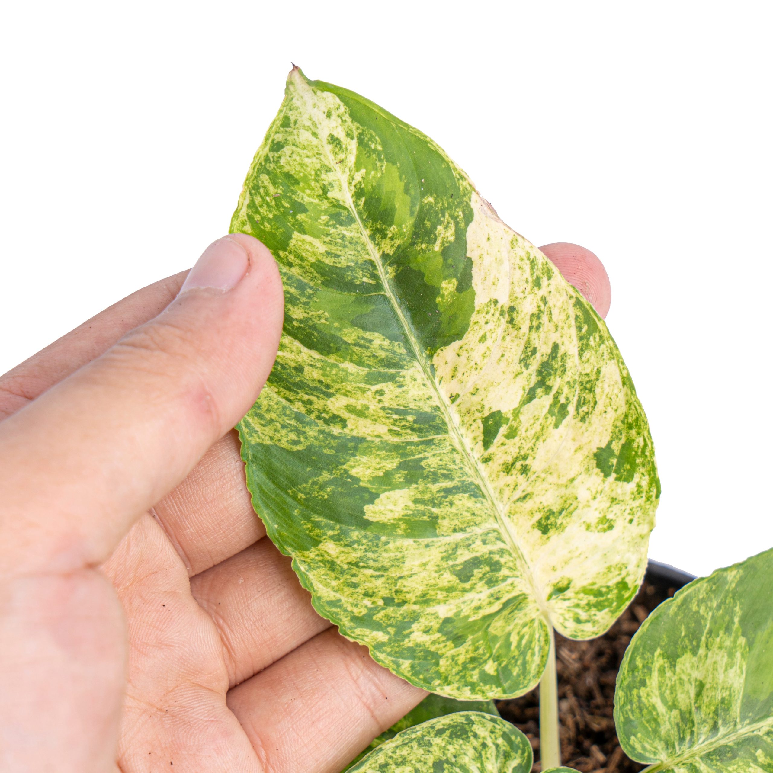 Homalomena aurea variegated Sp Borneo - Image 2