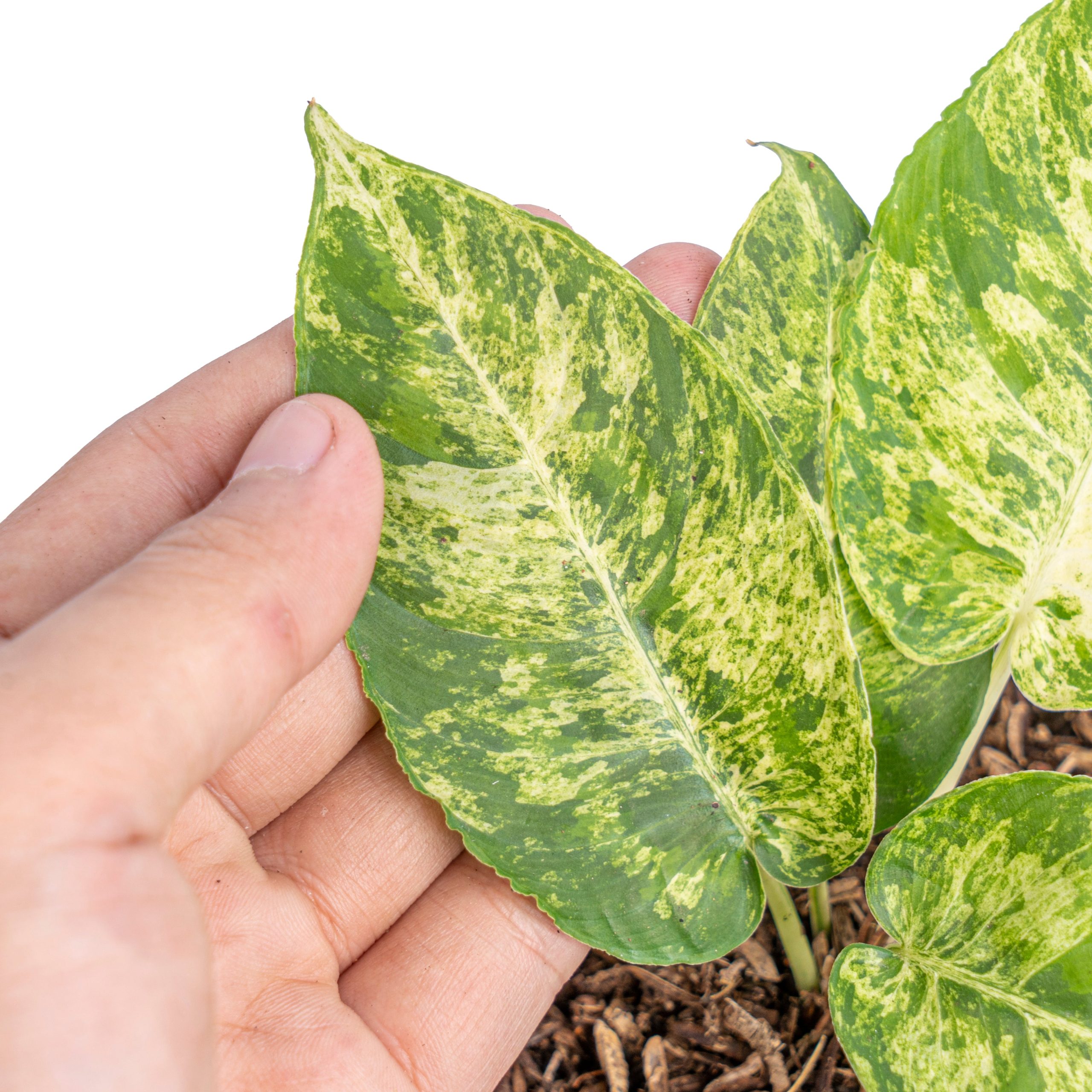 Homalomena aurea variegated Sp Borneo - Image 3