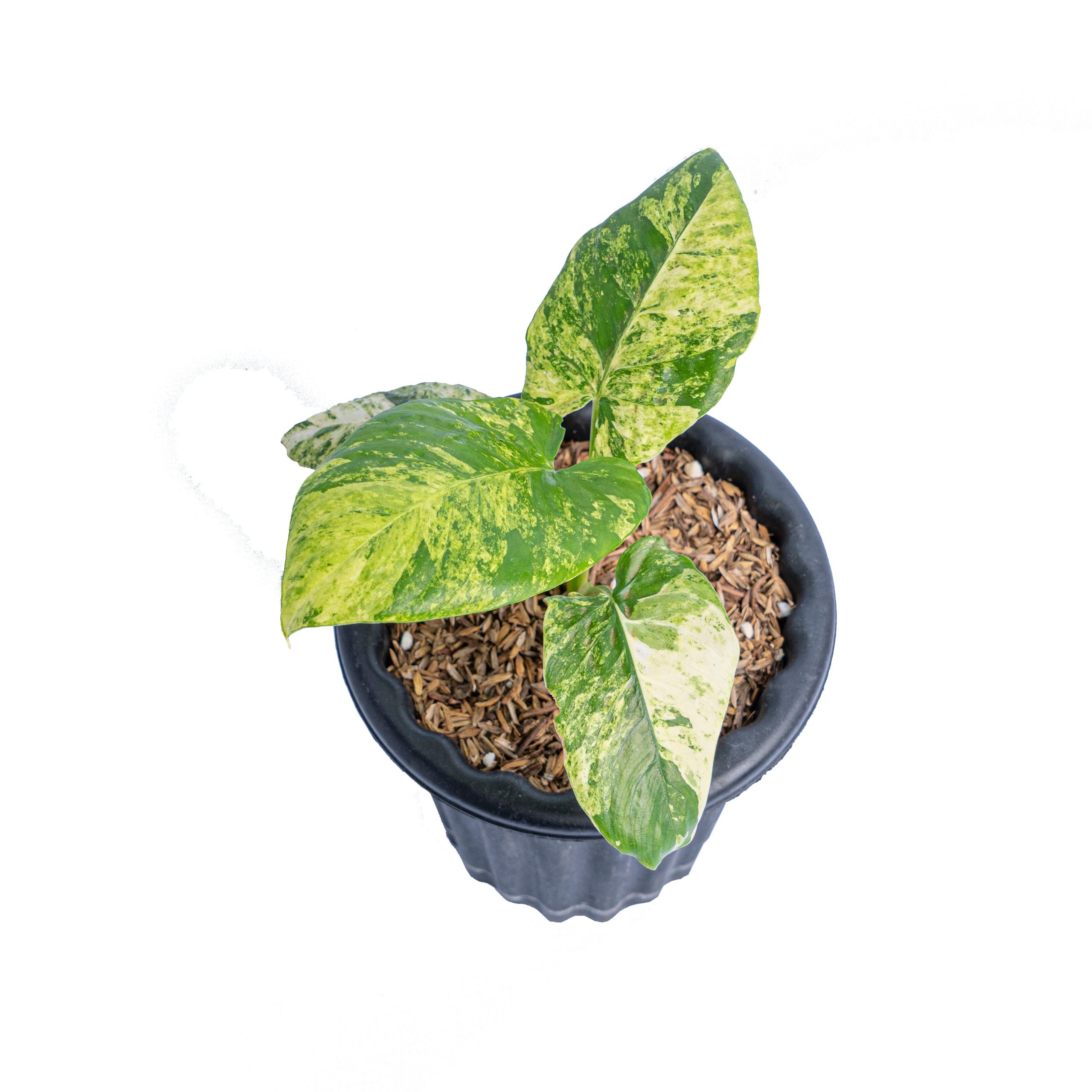 Homalomena aurea variegated Sp java - Image 4