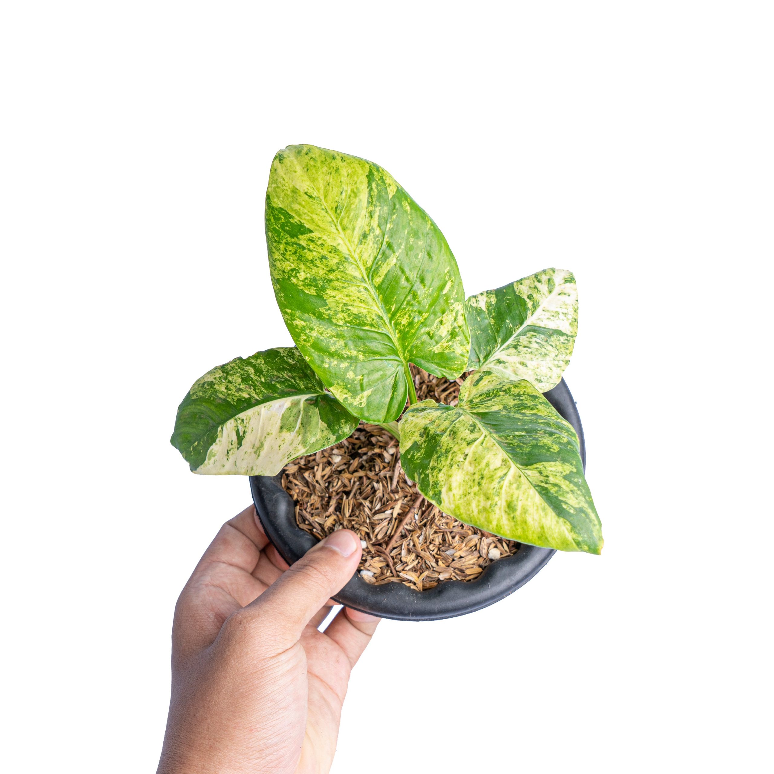 Homalomena aurea variegated Sp java - Image 5