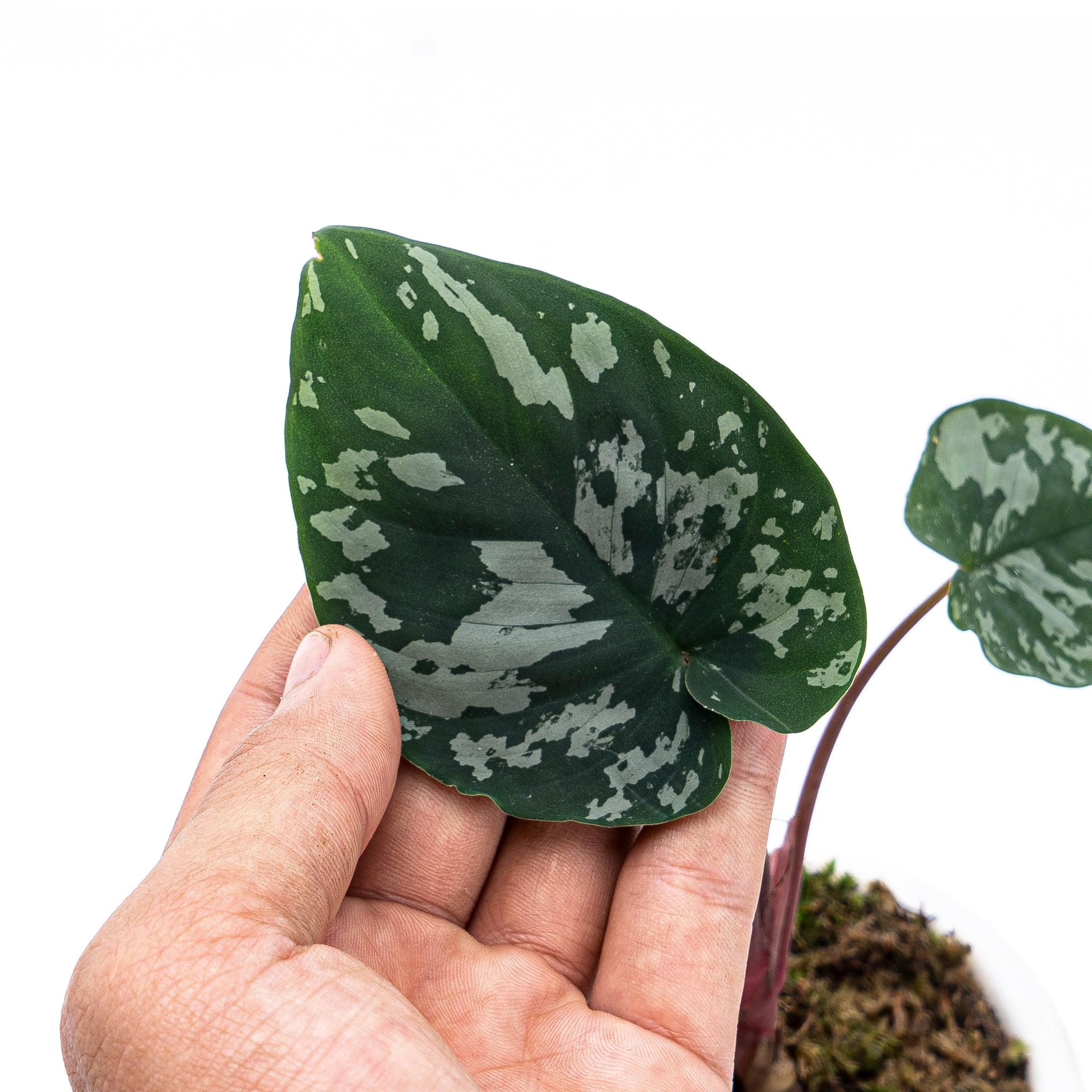Homalomena Frog Sp Sumatera - Image 3