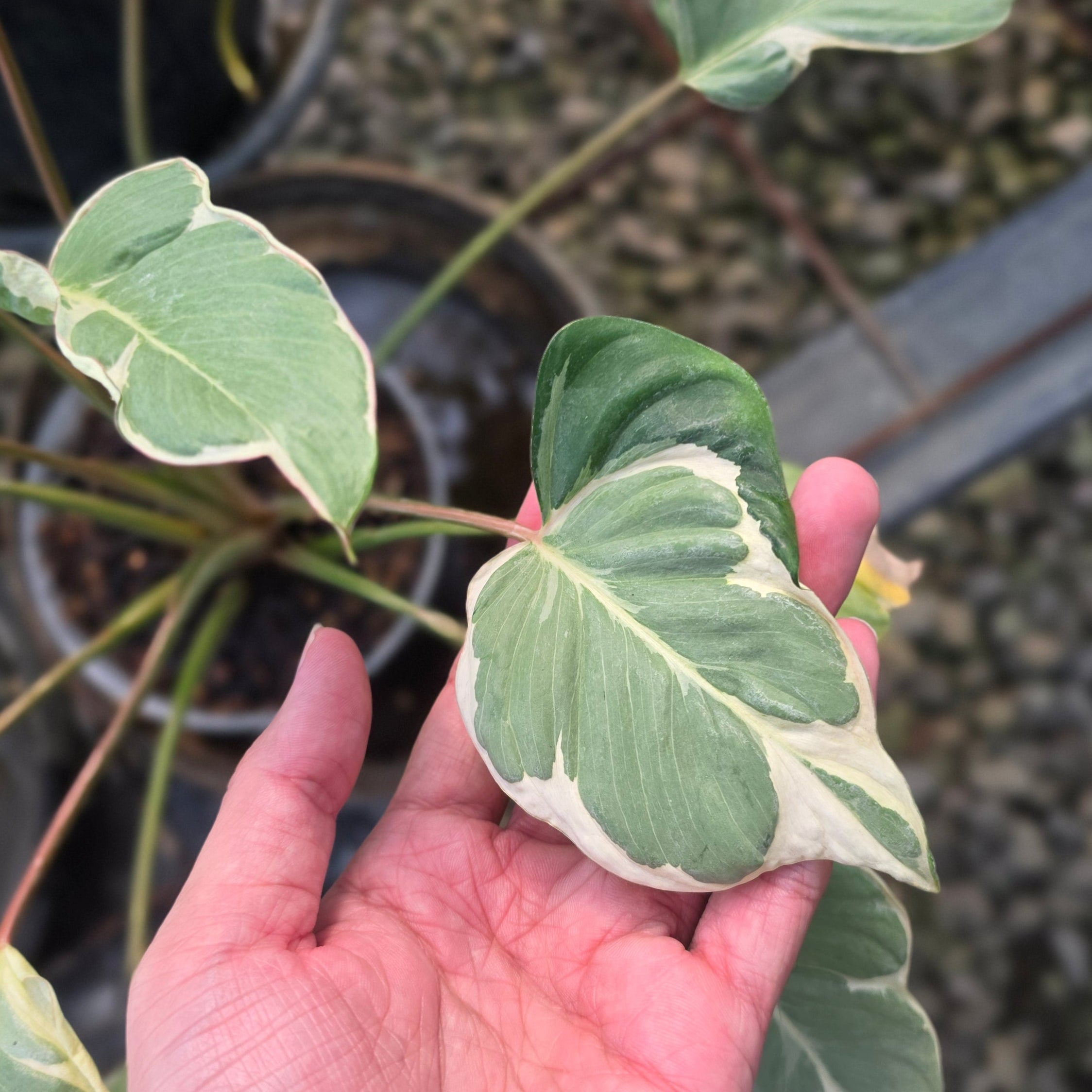 Homalomena 'Marshmallow' - Image 2