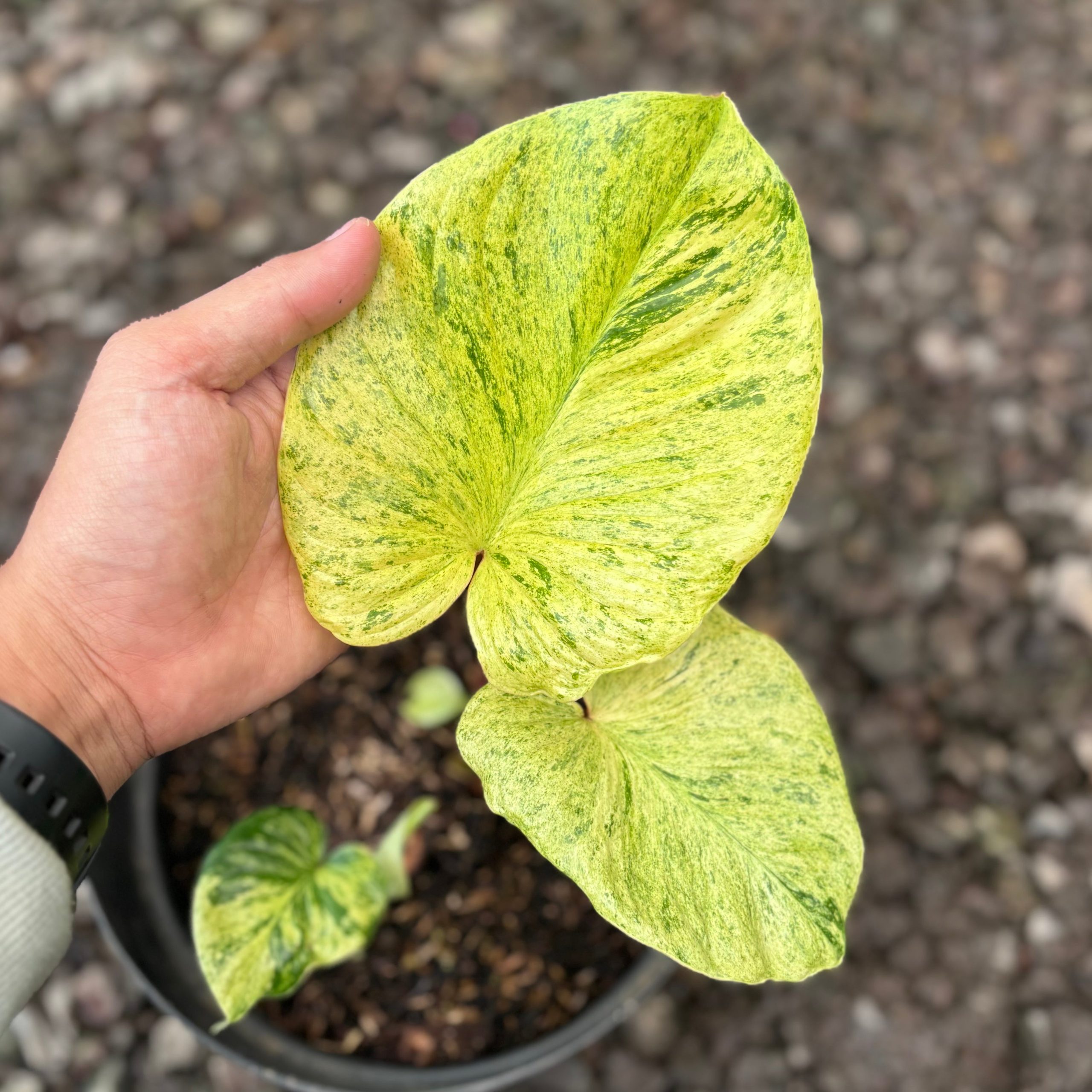 Homalomena pendula aurea variegated - Image 2