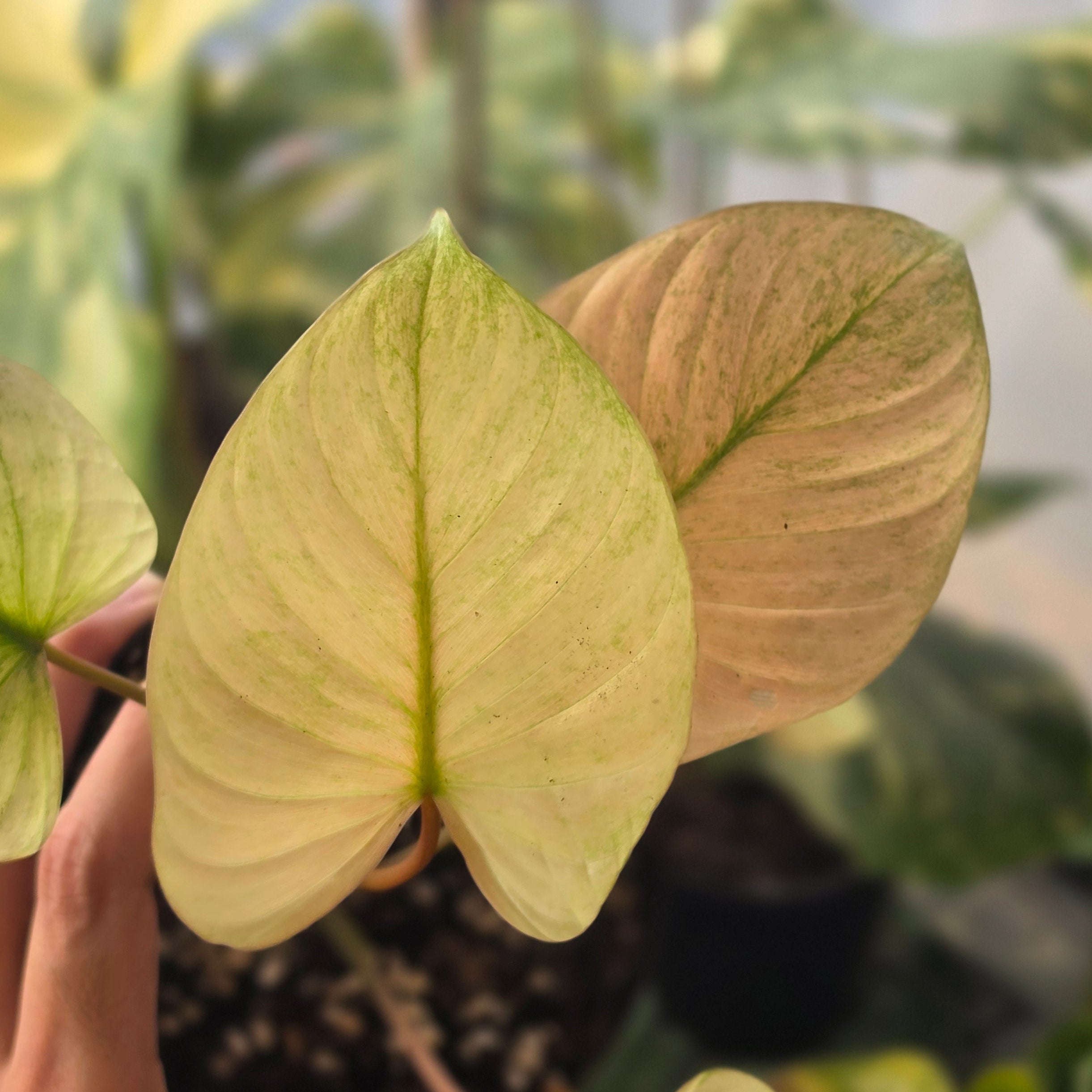 Homalomena Rubescens "Mint Peach" - Image 2