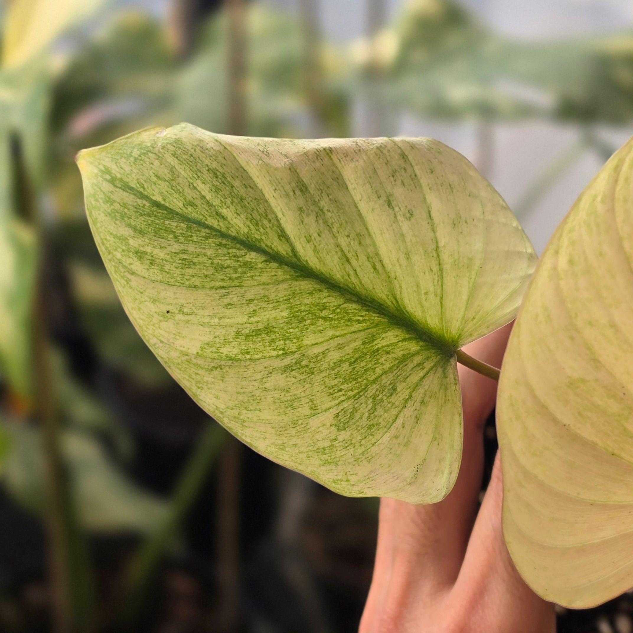 Homalomena Rubescens "Mint Peach" - Image 3