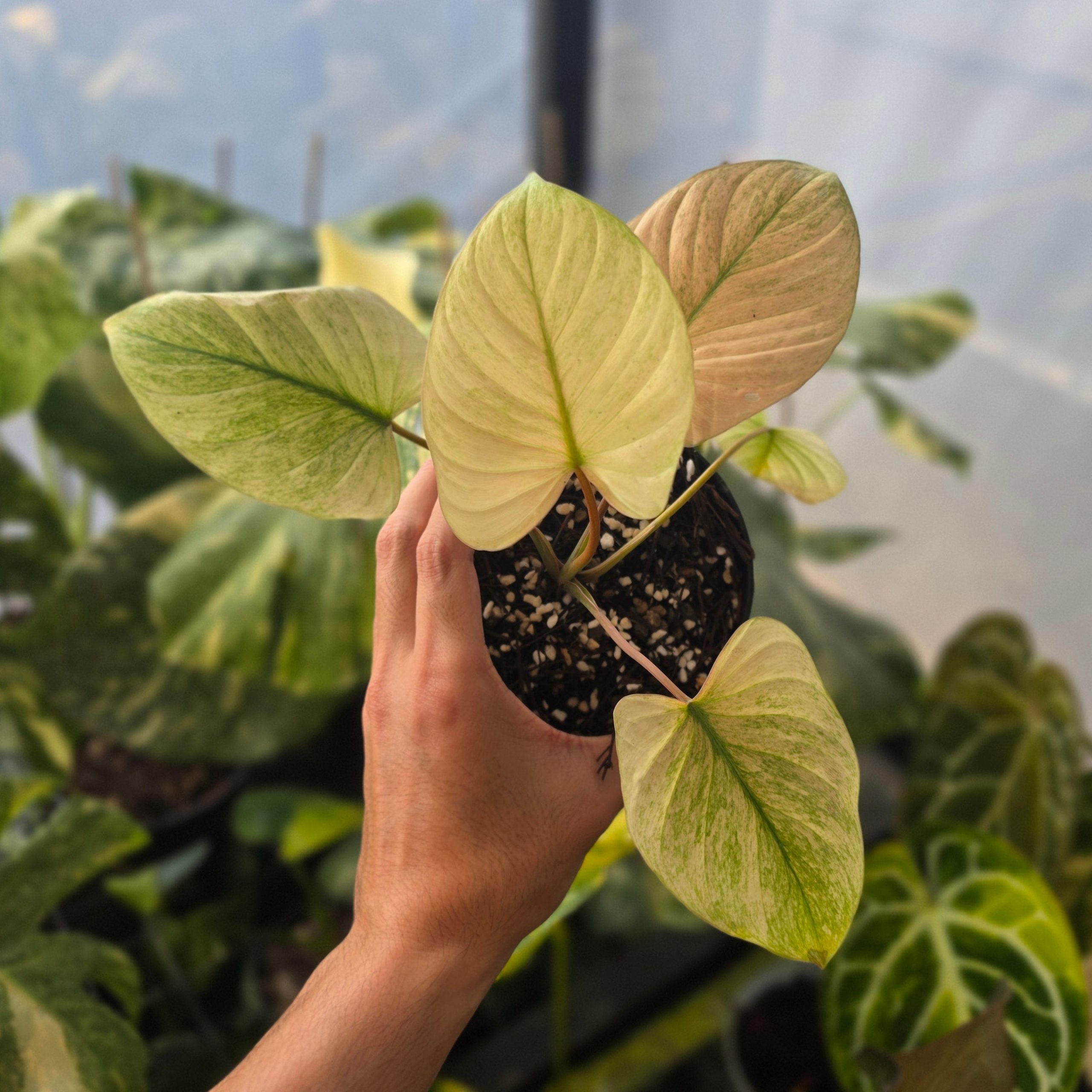 Homalomena Rubescens "Mint Peach" - Image 4