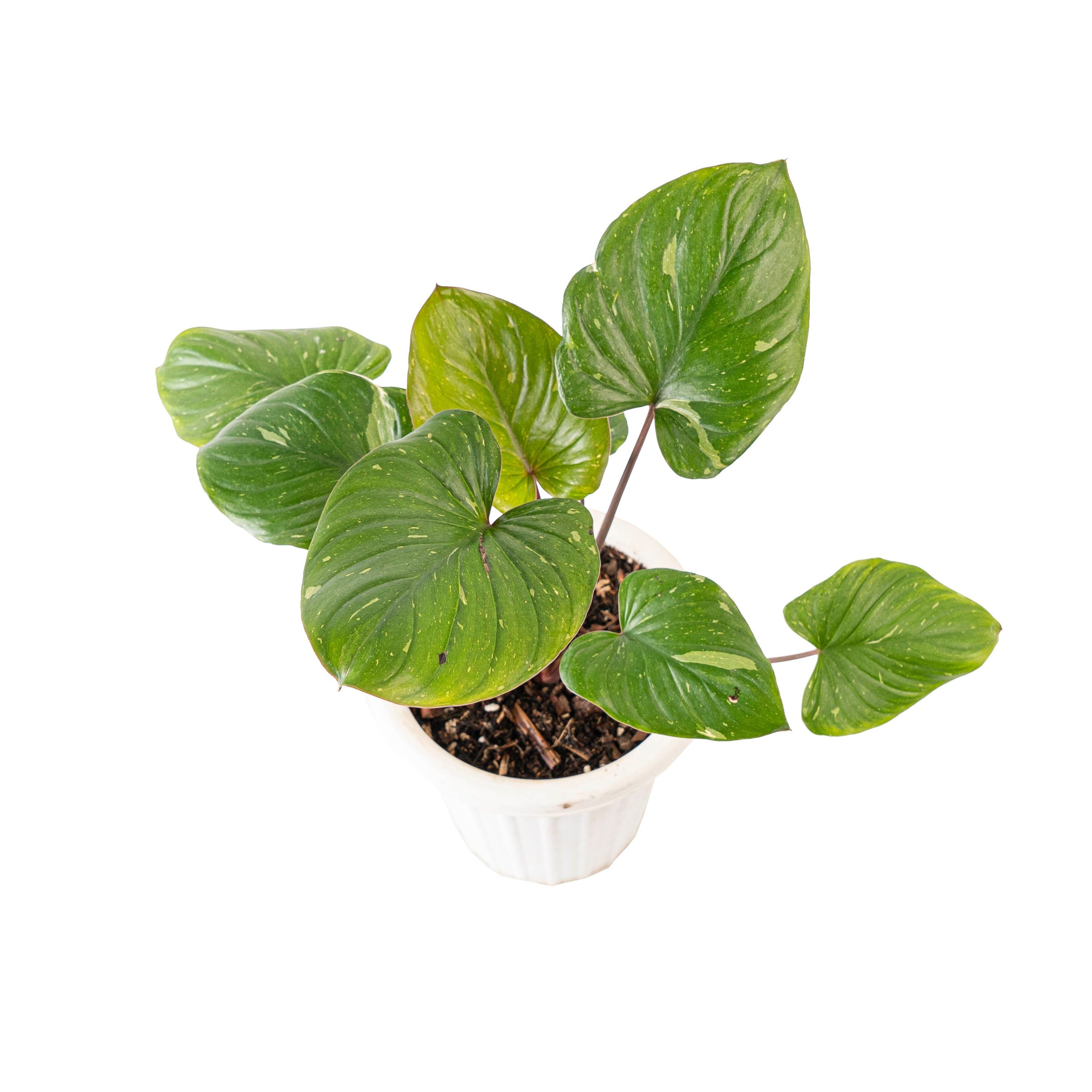 Homalomena rubescens thai constellation