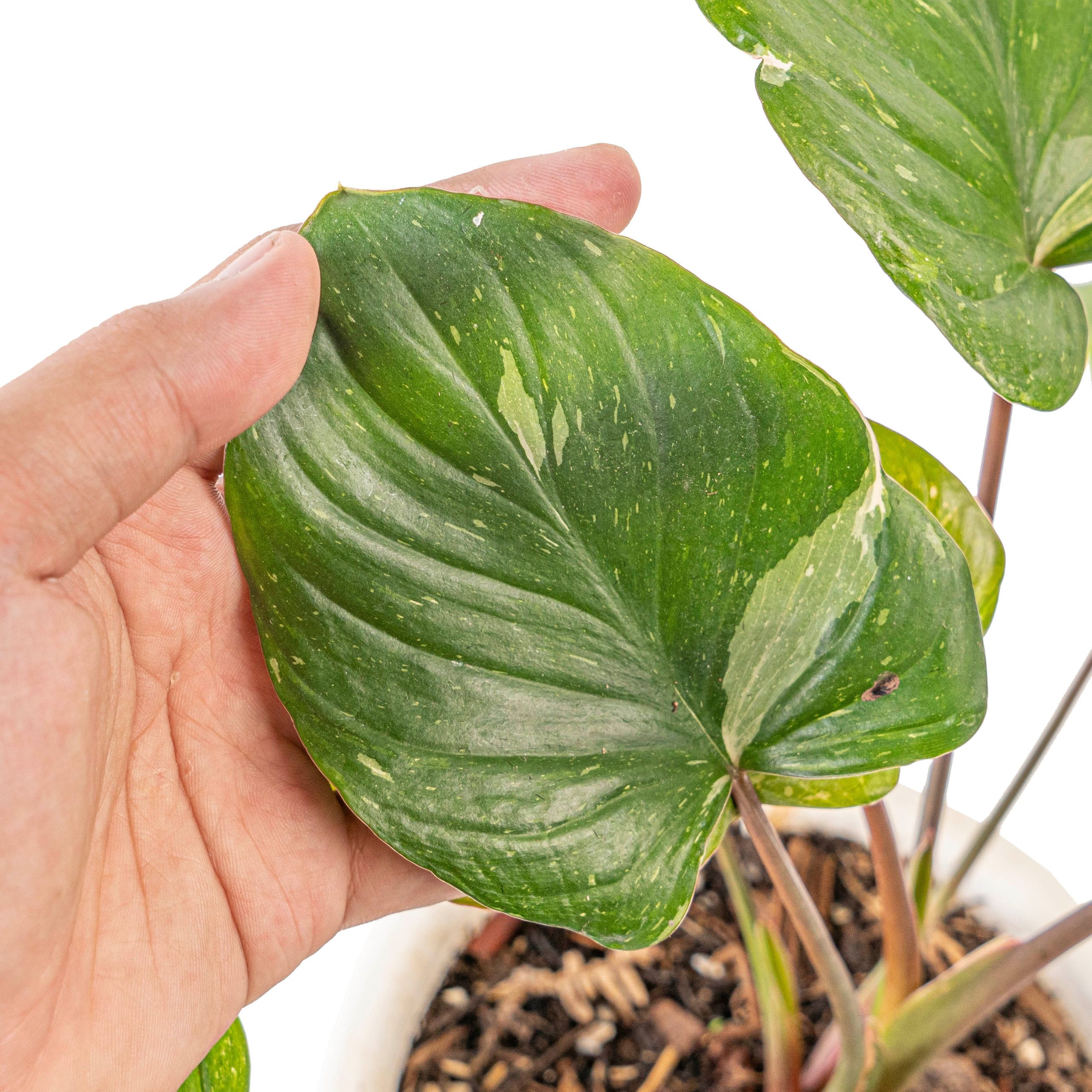 Homalomena rubescens thai constellation - Image 3