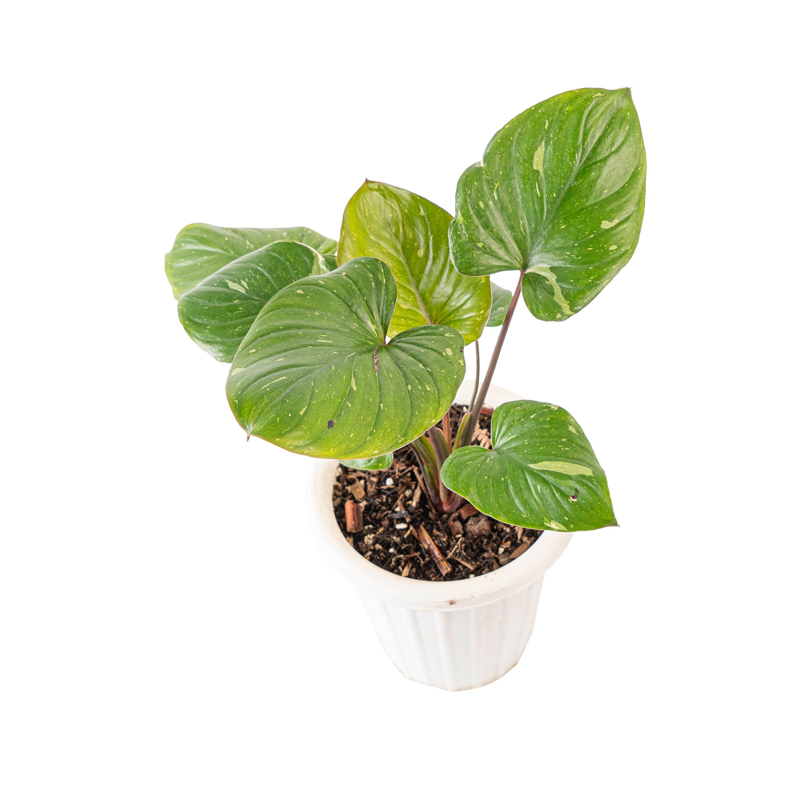 Homalomena rubescens thai constellation - Image 4