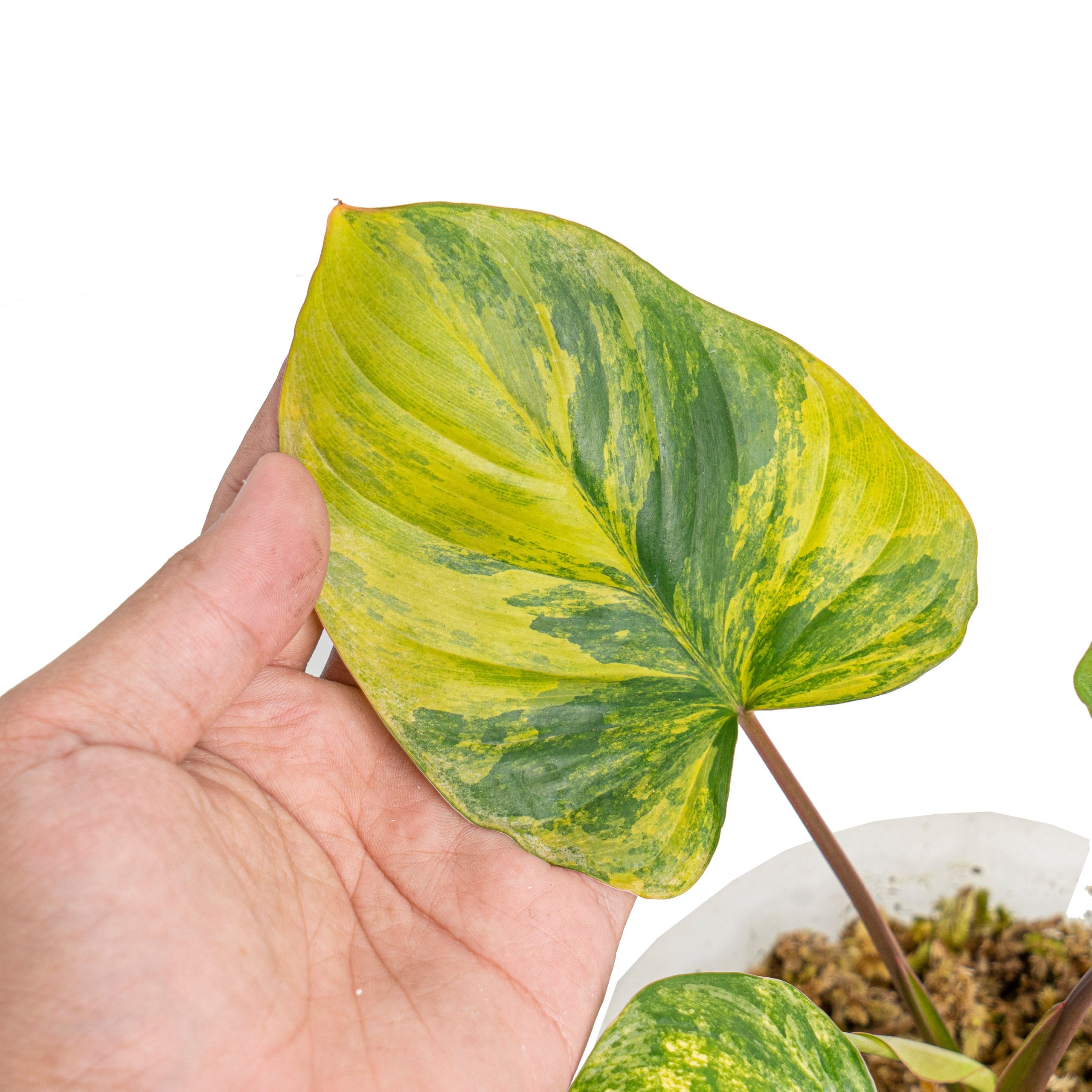 Homalomena rubescens variegated - Image 2