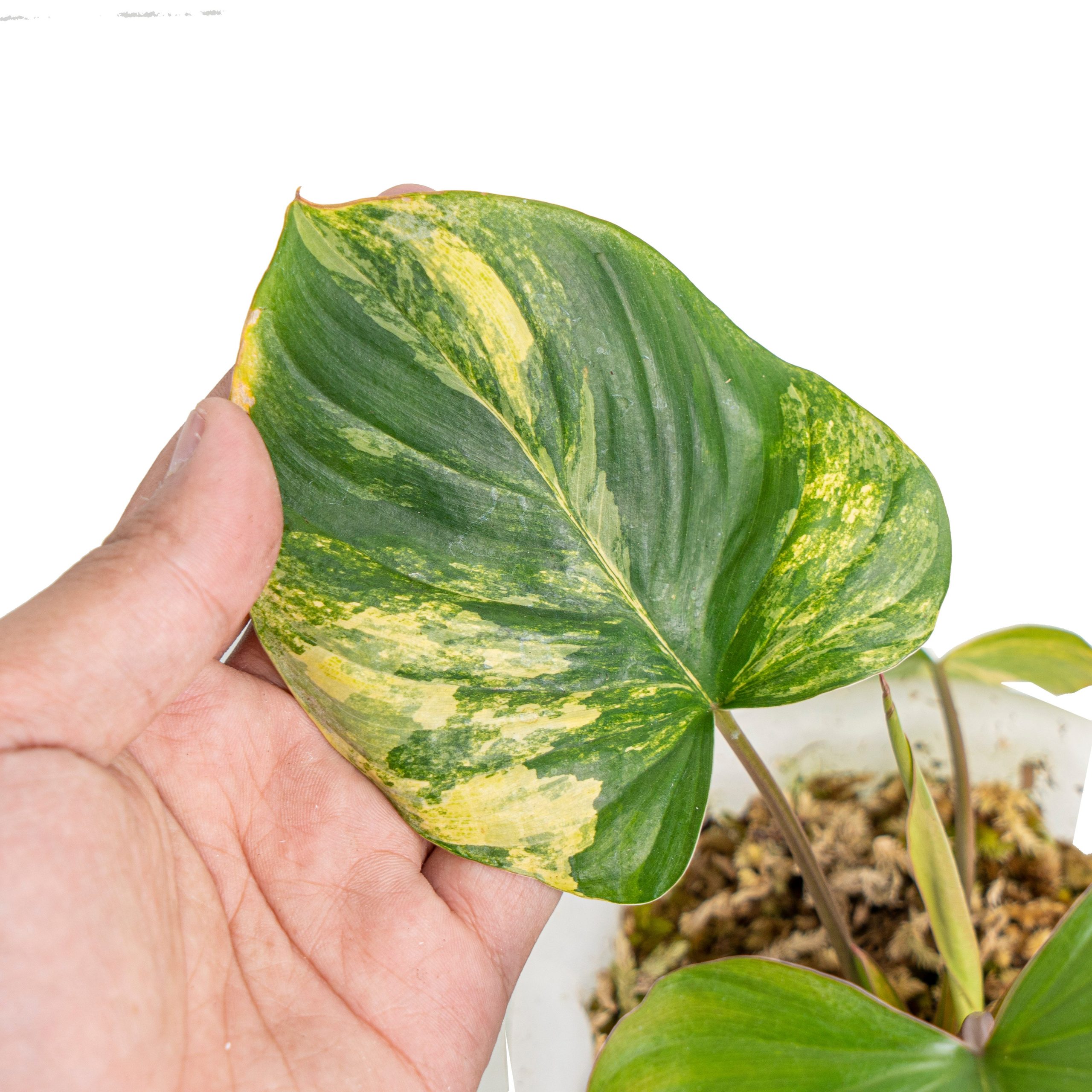 Homalomena rubescens variegated - Image 3