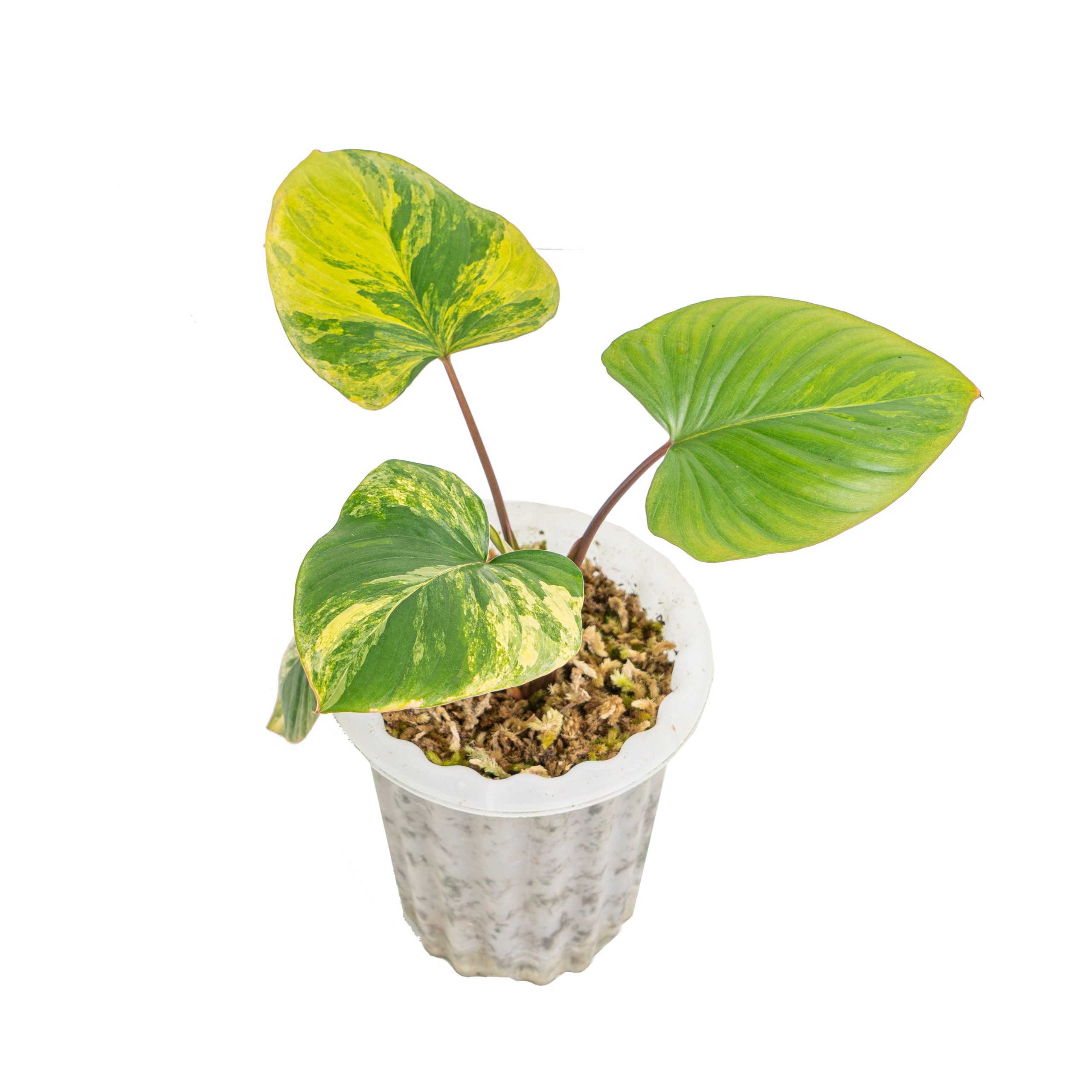 Homalomena rubescens variegated - Image 4