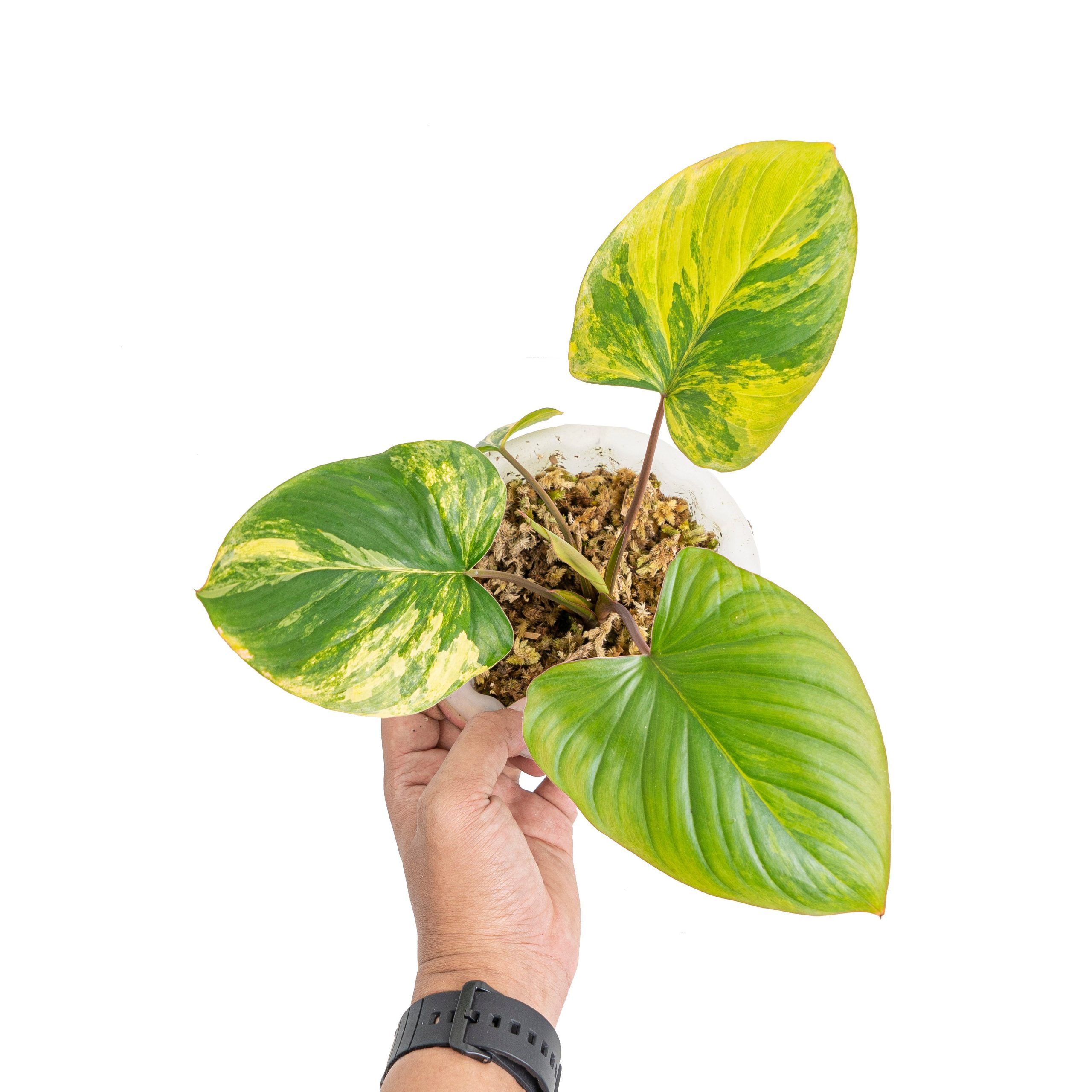 Homalomena rubescens variegated - Image 5