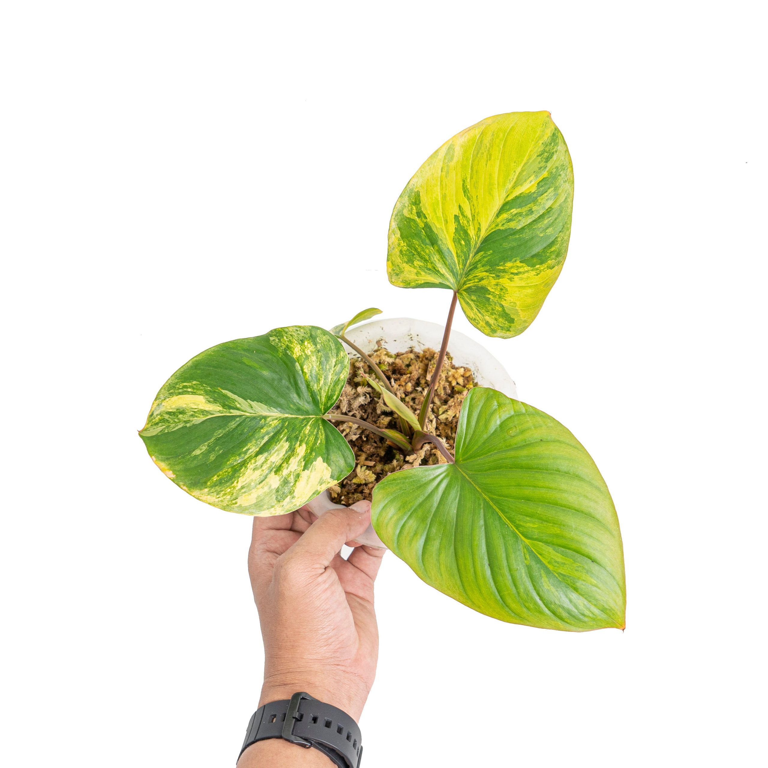 Homalomena rubescens variegated - Image 6