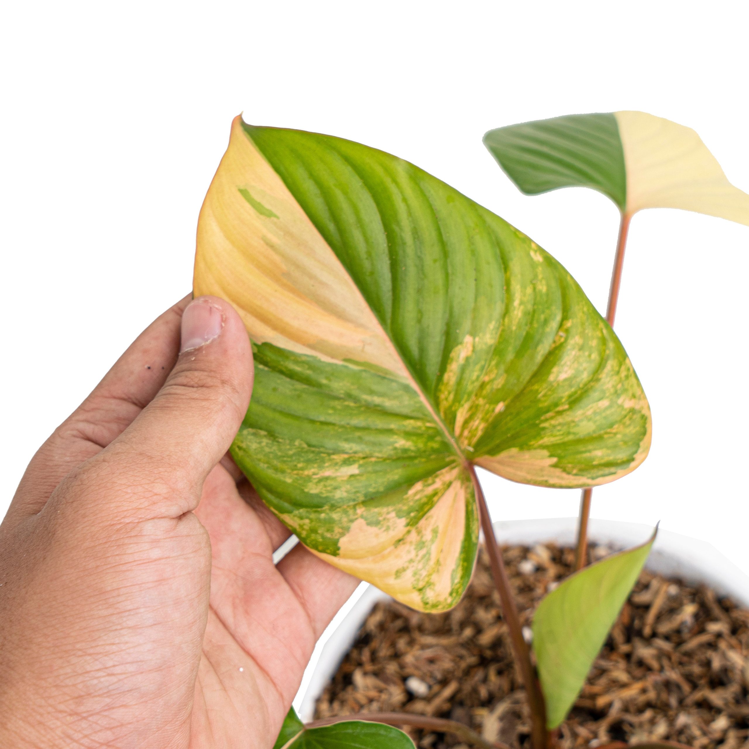 Homalomena rubescens variegated pink - Image 2