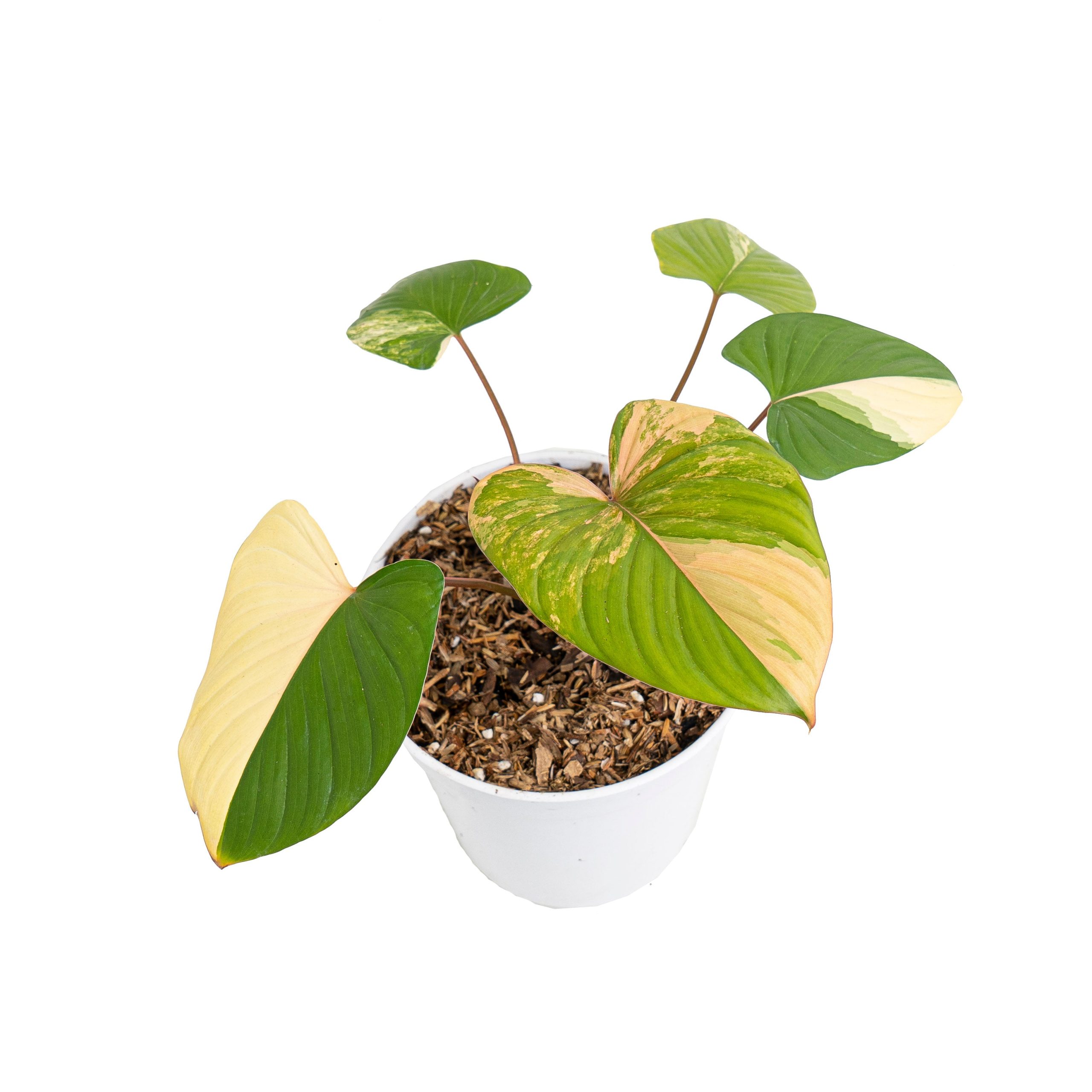 Homalomena rubescens variegated pink - Image 4
