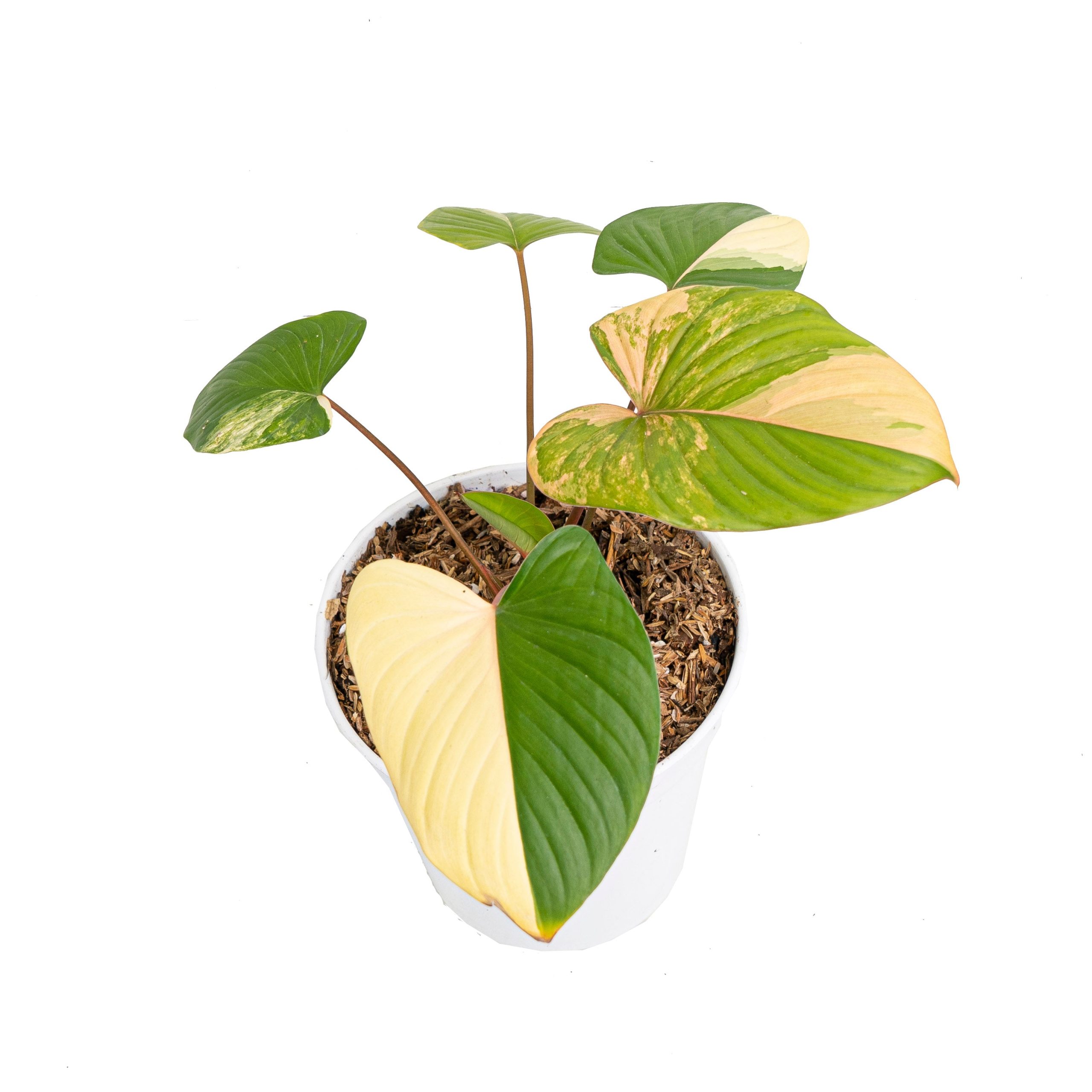 Homalomena rubescens variegated pink - Image 5