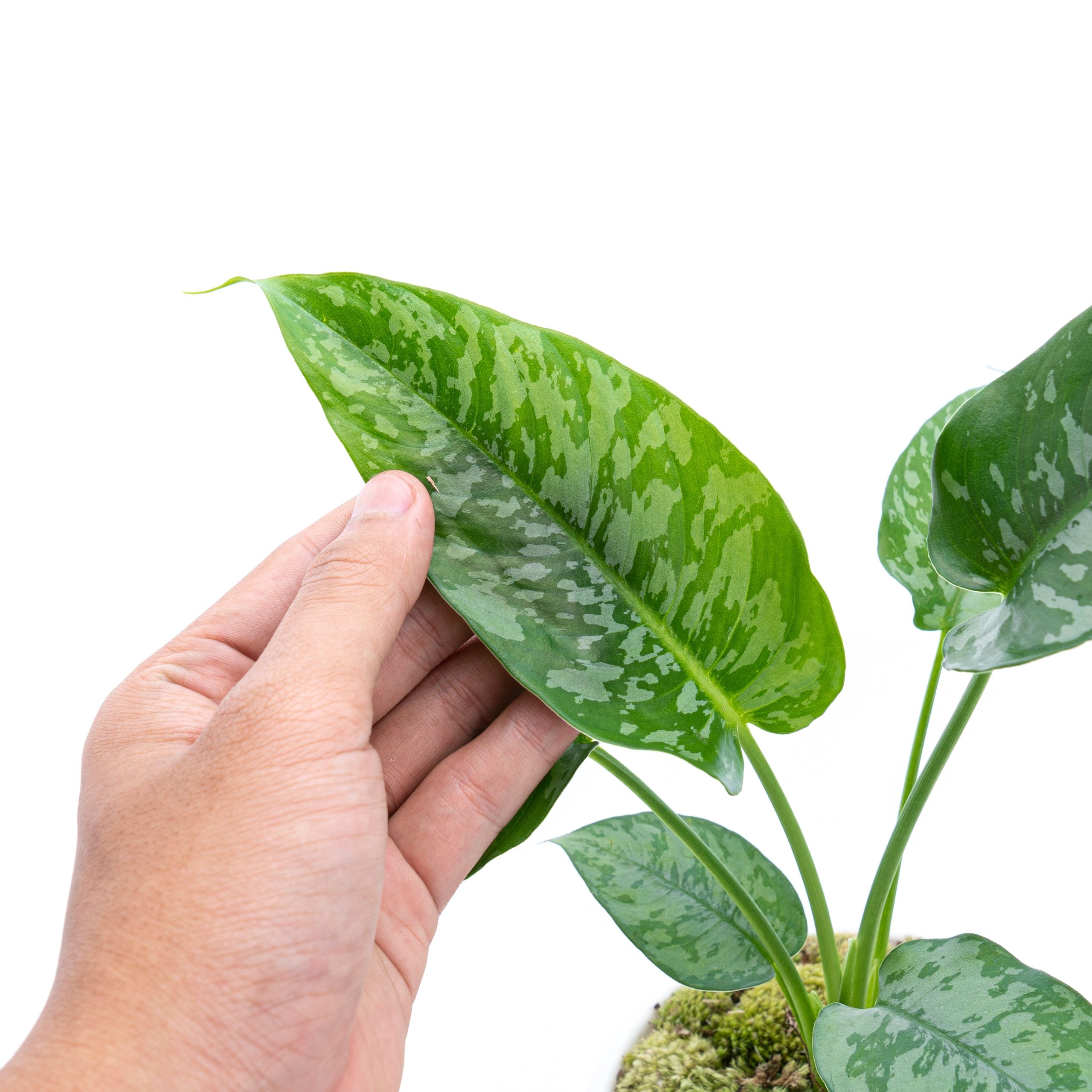 Homalomena Schicmatoglottis - Image 2