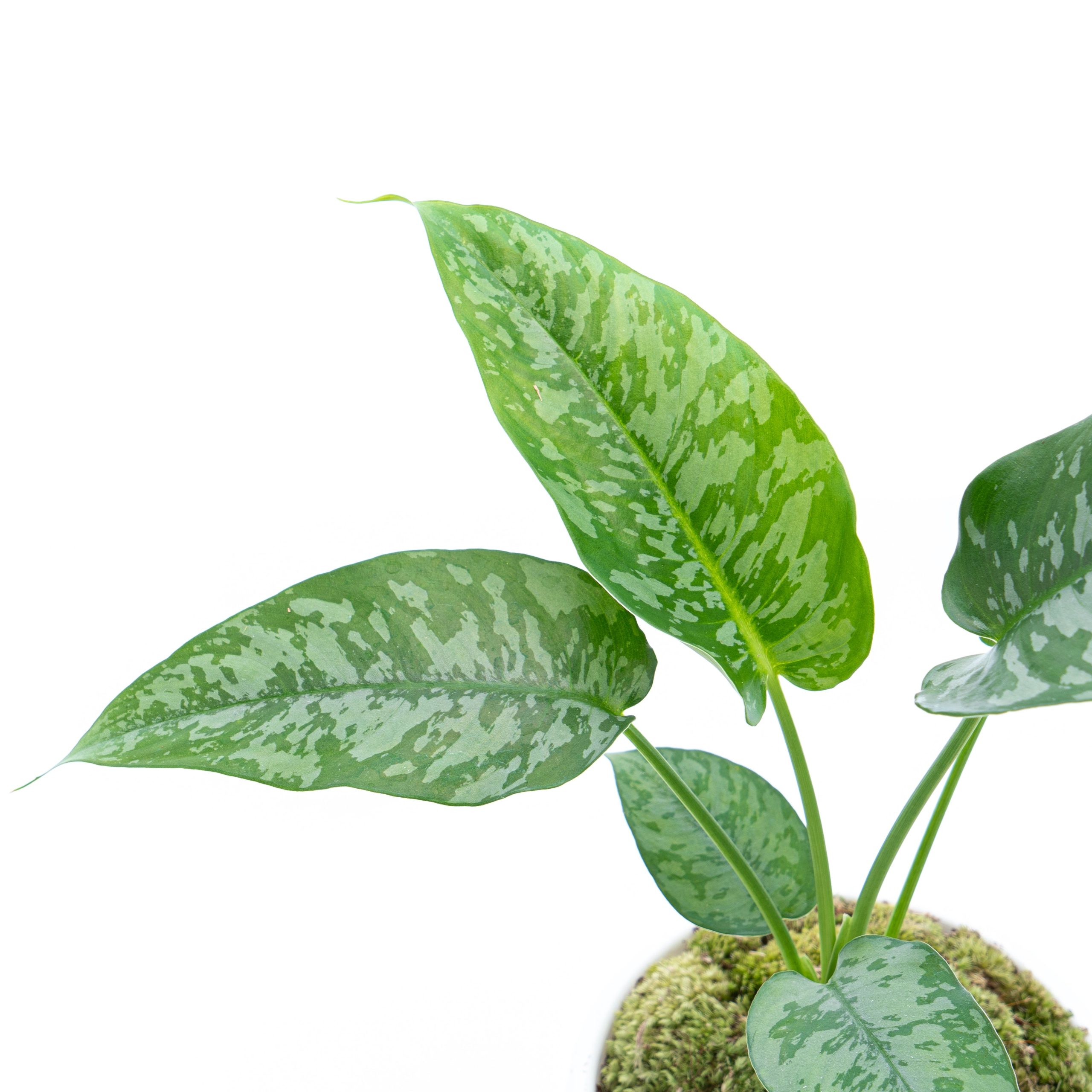 Homalomena Schicmatoglottis - Image 3