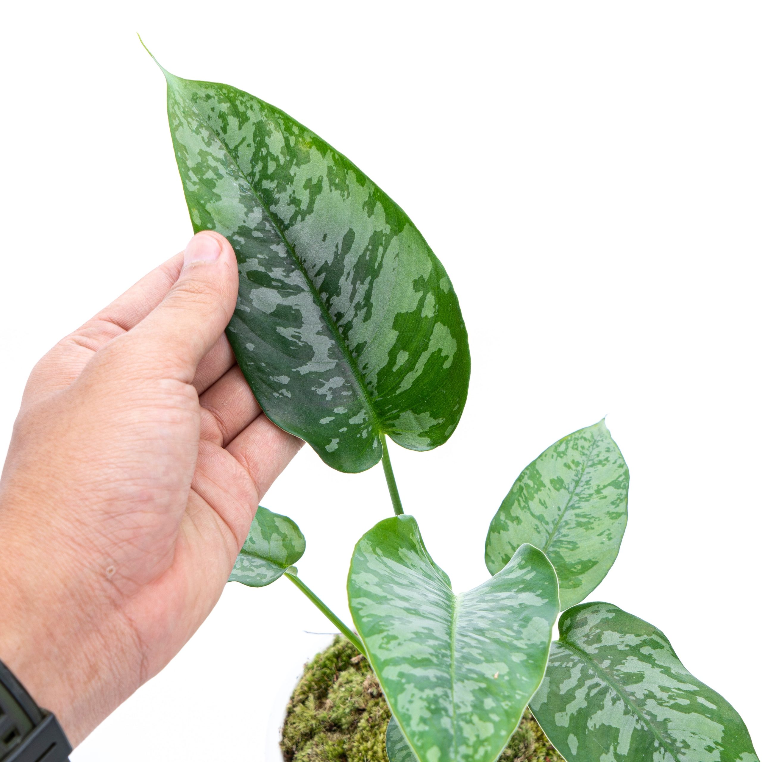 Homalomena Schicmatoglottis - Image 4