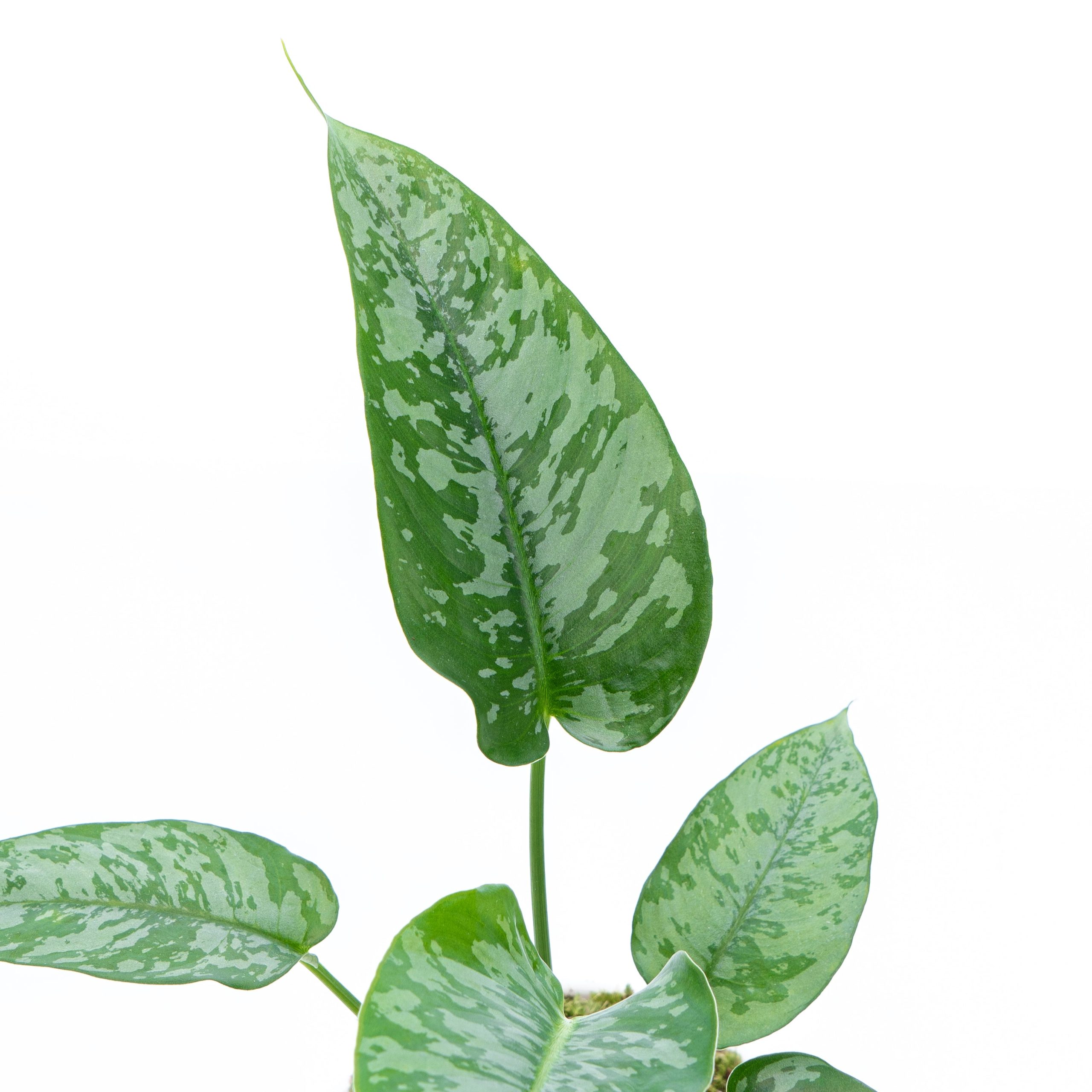 Homalomena Schicmatoglottis - Image 5