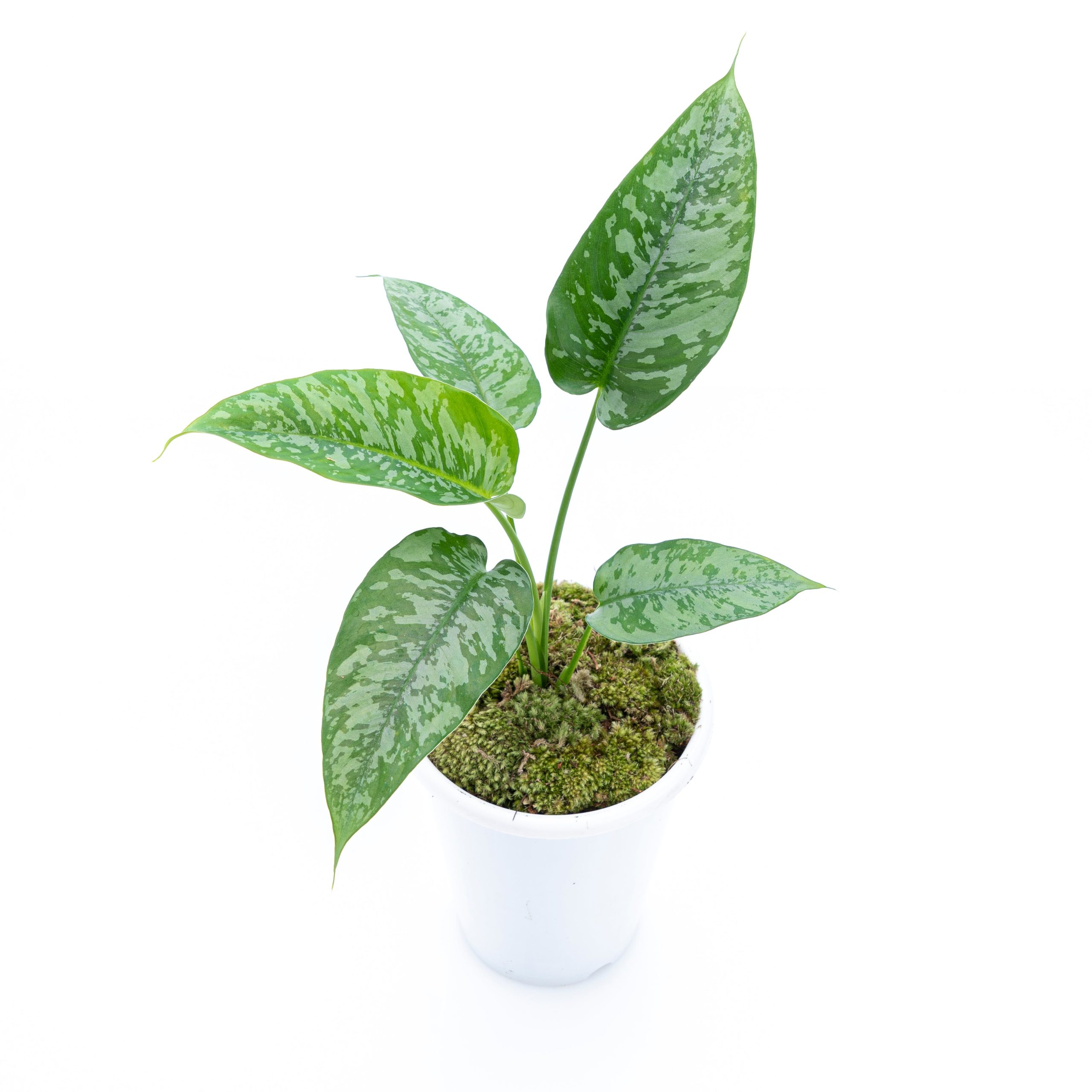 Homalomena Schicmatoglottis - Image 6