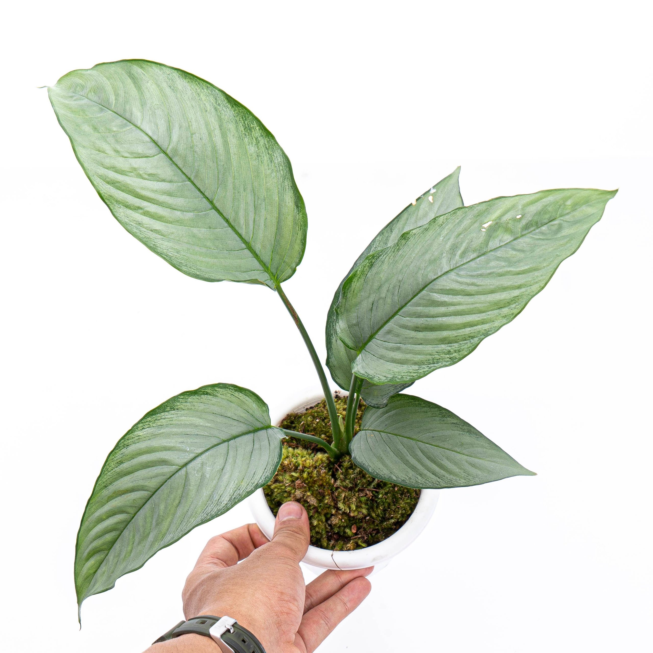 Homalomena Schismatoglottis Silver - Image 2