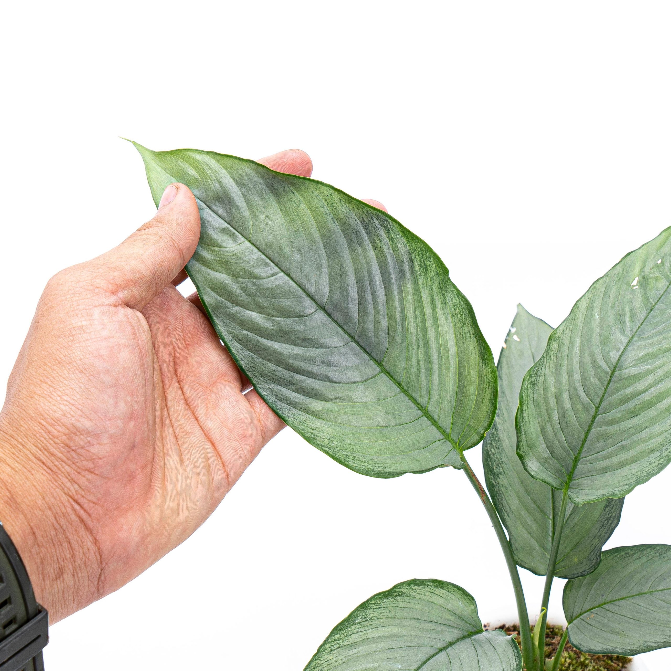 Homalomena Schismatoglottis Silver - Image 3
