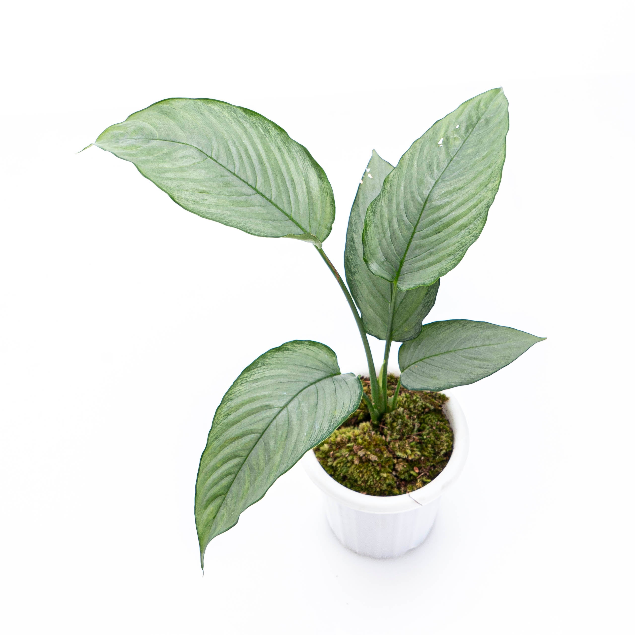 Homalomena Schismatoglottis Silver - Image 4