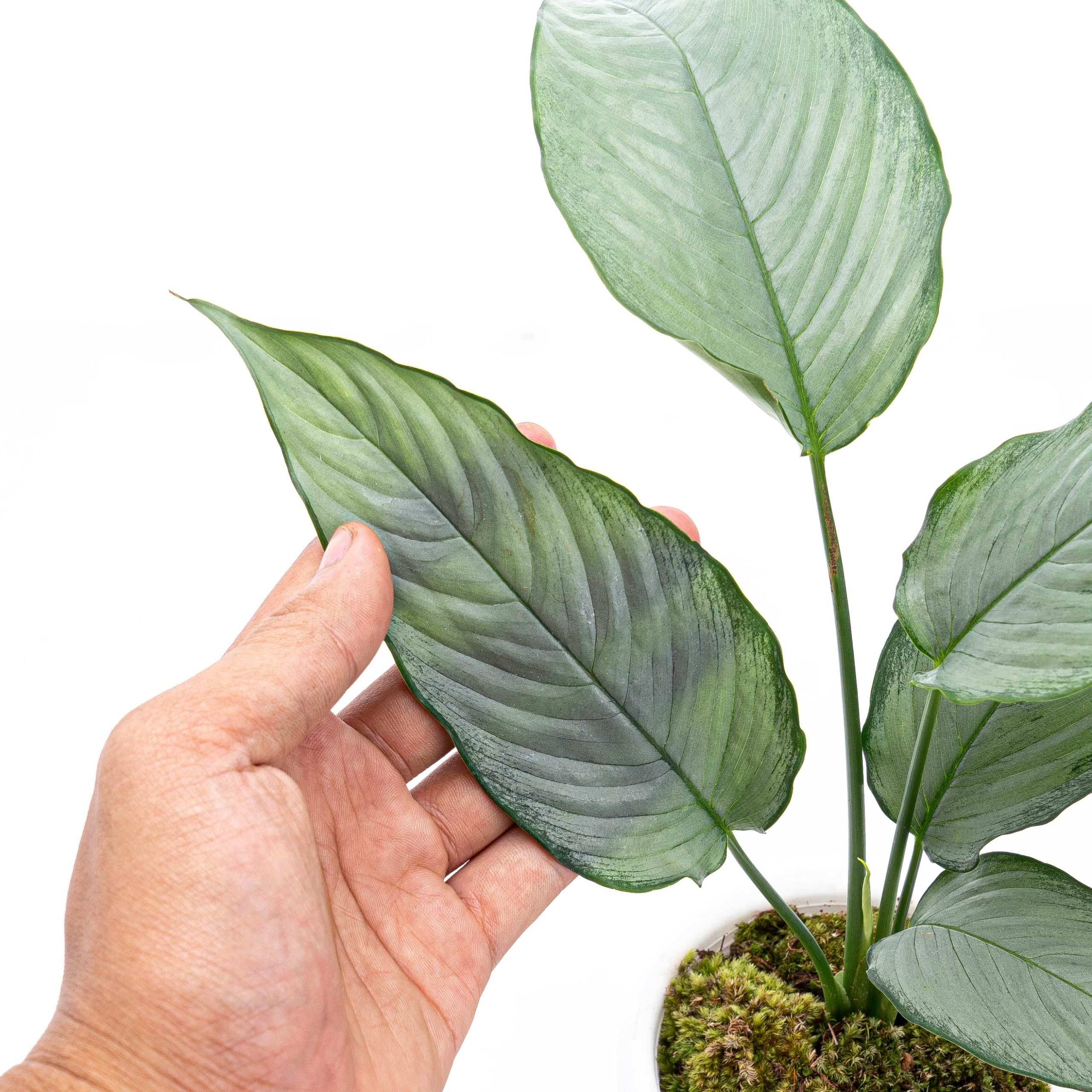 Homalomena Schismatoglottis Silver - Image 5