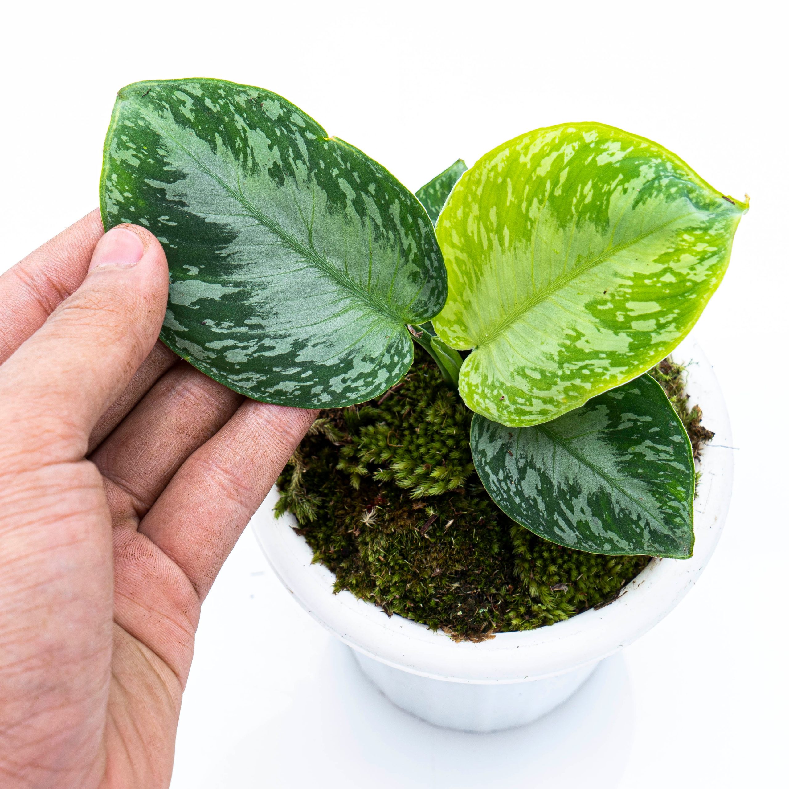 Homalomena Schismatoglottis Sp Borneo - Image 2