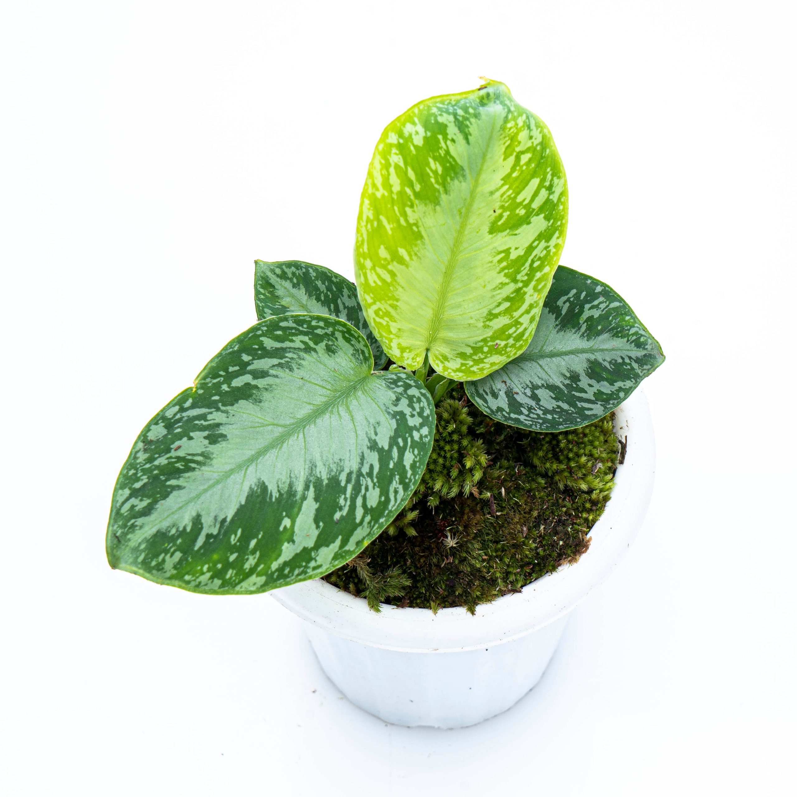 Homalomena Schismatoglottis Sp Borneo - Image 3