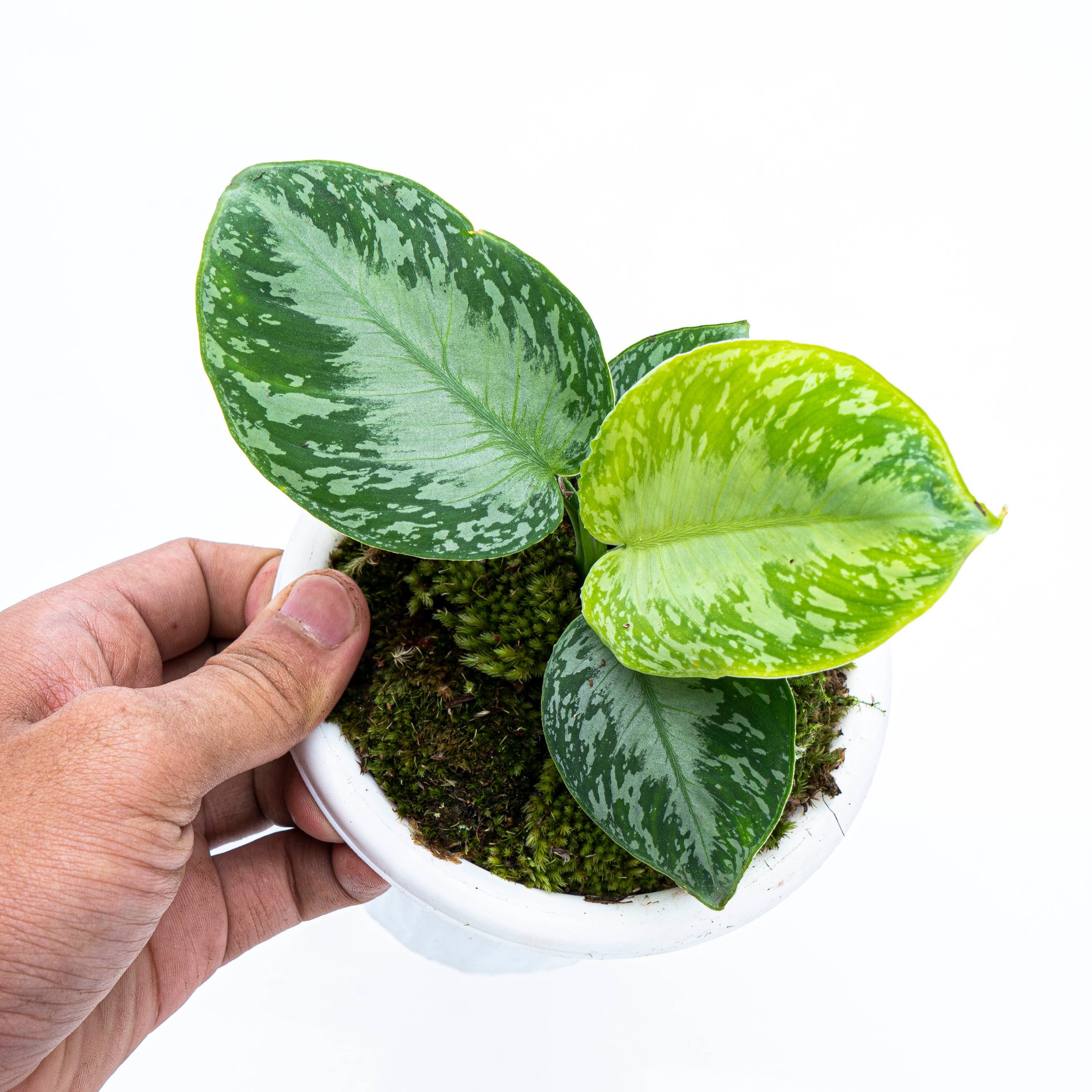 Homalomena Schismatoglottis Sp Borneo - Image 4