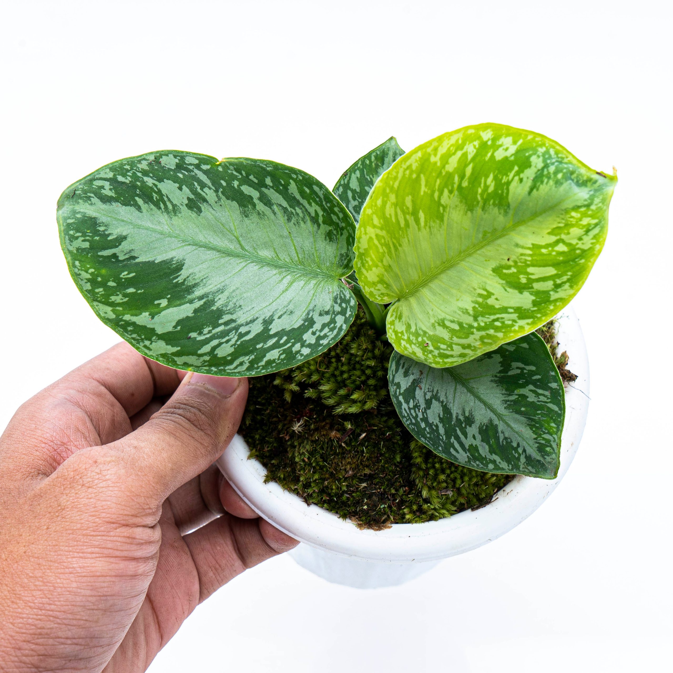 Homalomena Schismatoglottis Sp Borneo - Image 5