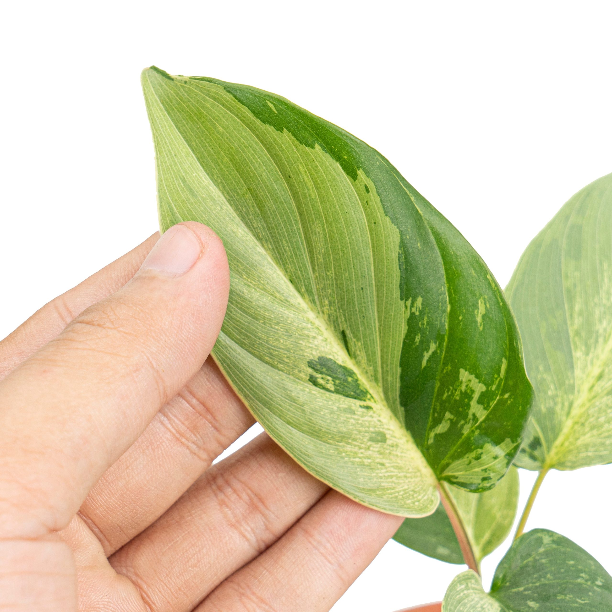Homalomena variegated mint Sp Borneo - Image 2