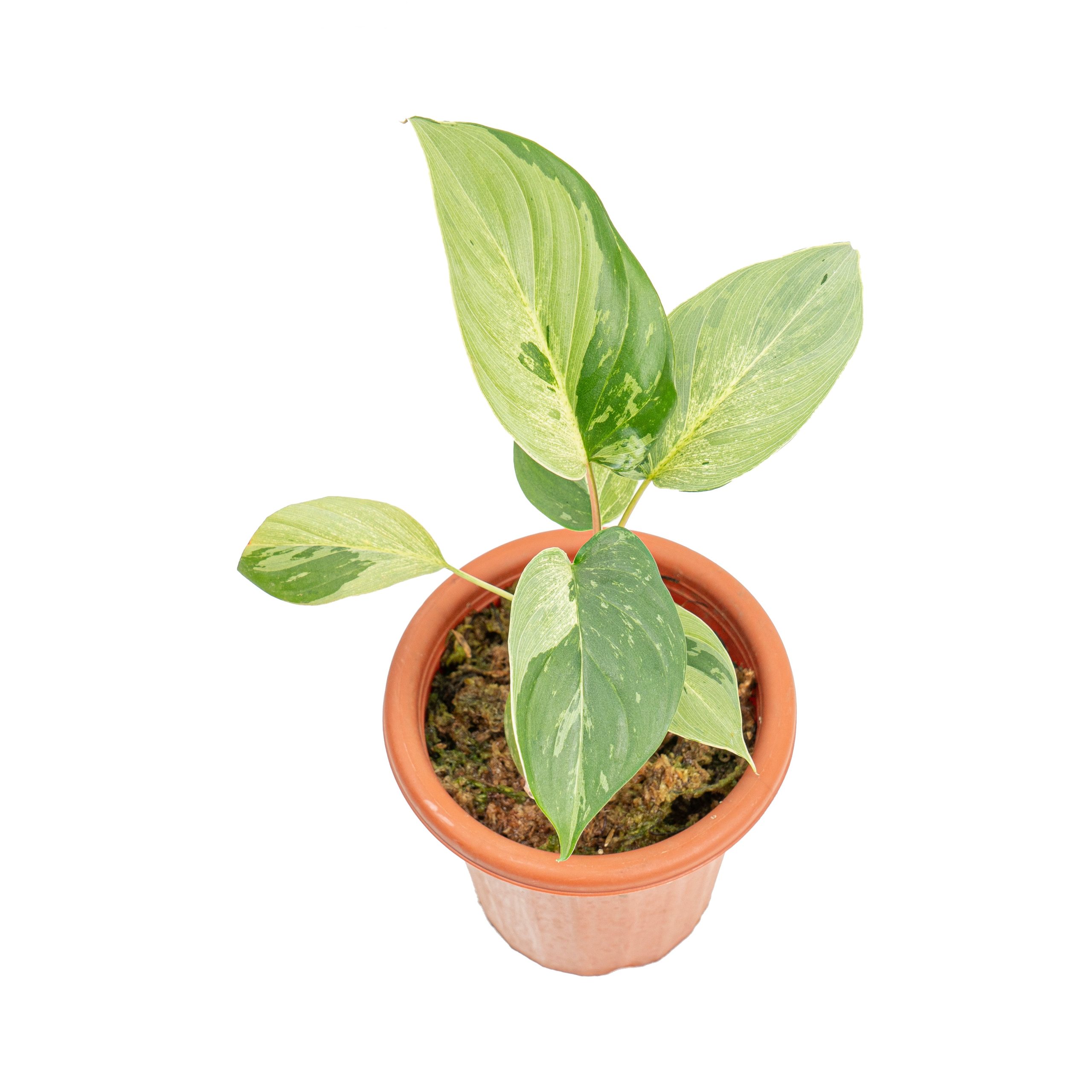 Homalomena variegated mint Sp Borneo - Image 3