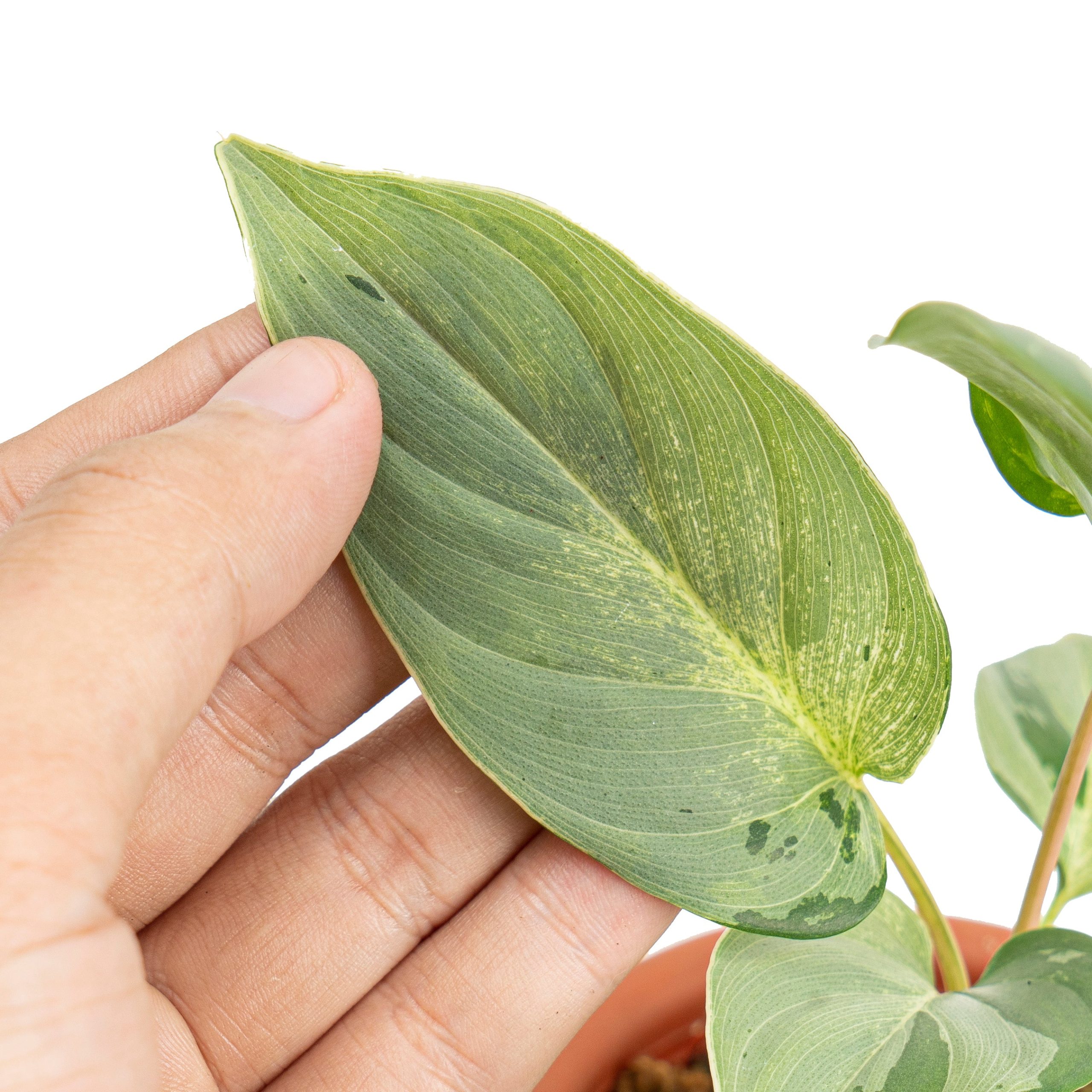 Homalomena variegated mint Sp Borneo - Image 4