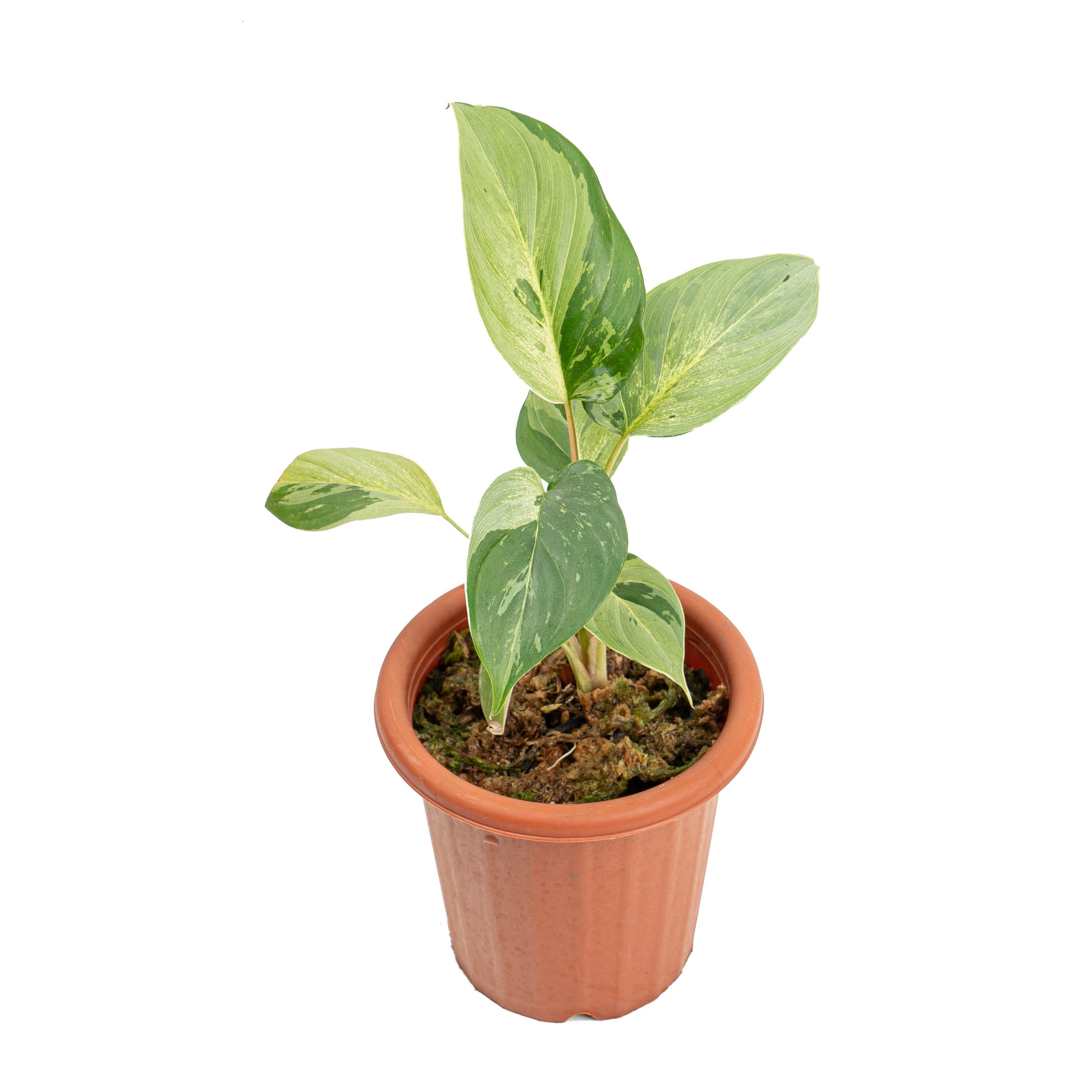 Homalomena variegated mint Sp Borneo - Image 5