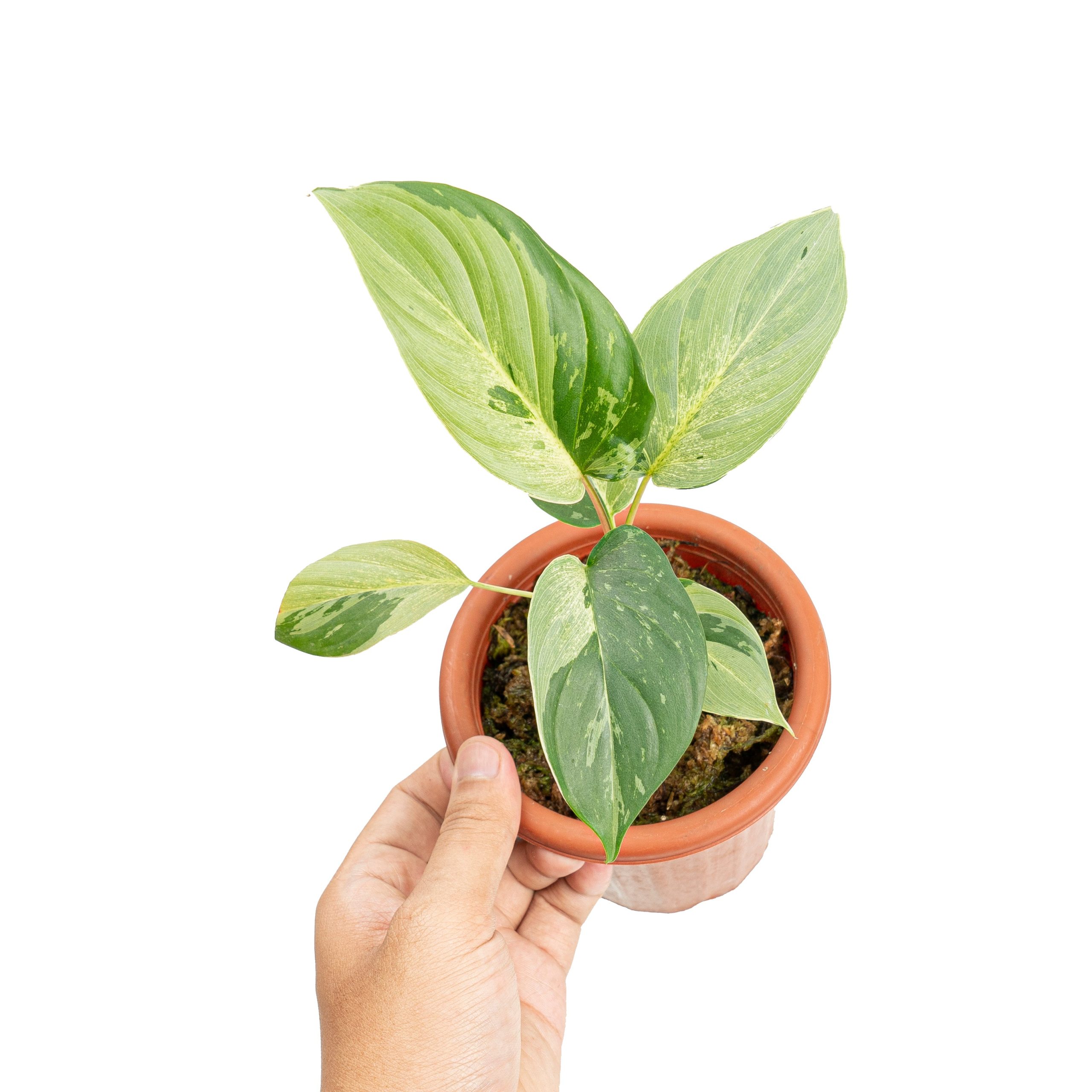 Homalomena variegated mint Sp Borneo - Image 6