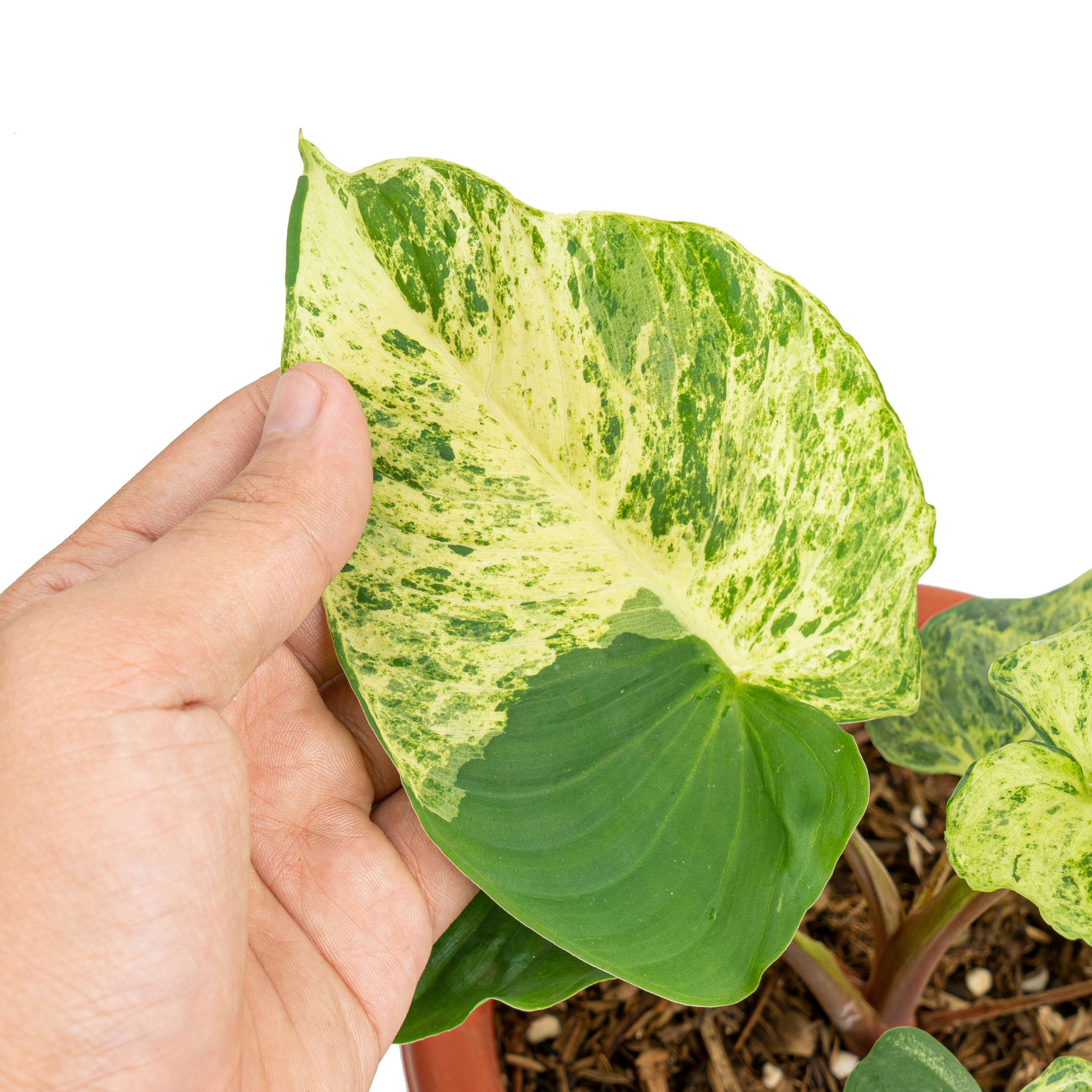 Homalomena variegated Sp Java - Image 2