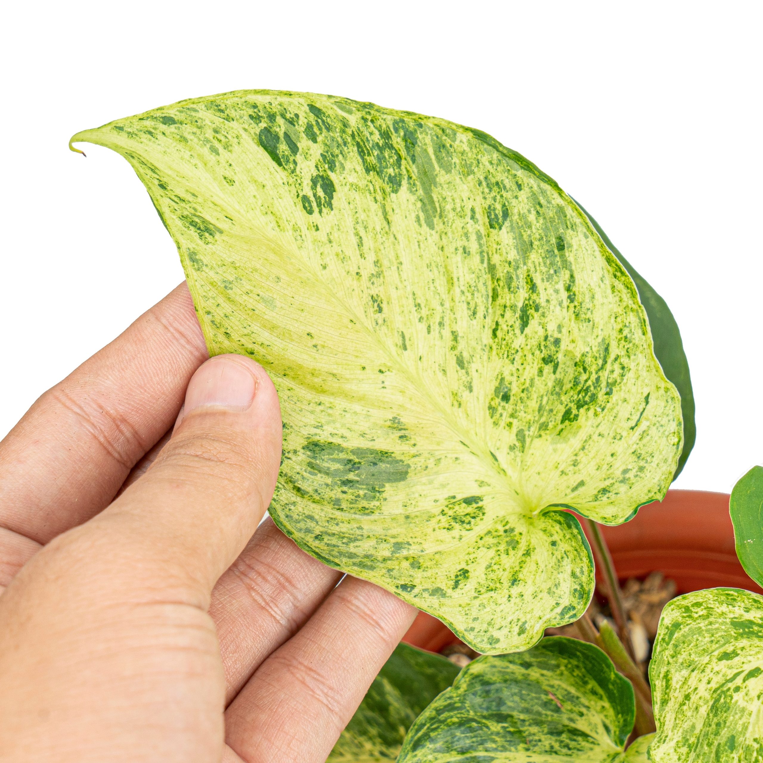 Homalomena variegated Sp Java - Image 3