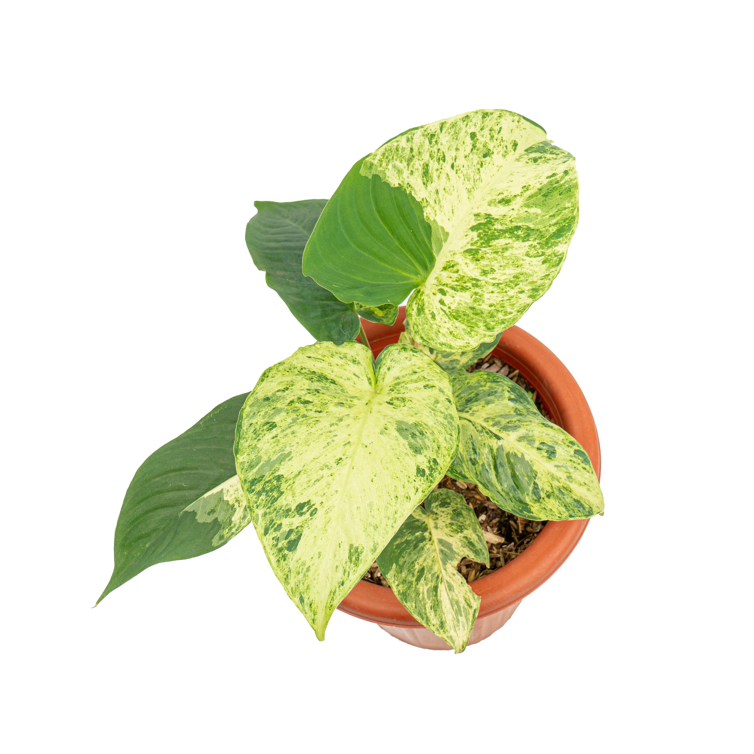 Homalomena variegated Sp Java - Image 4